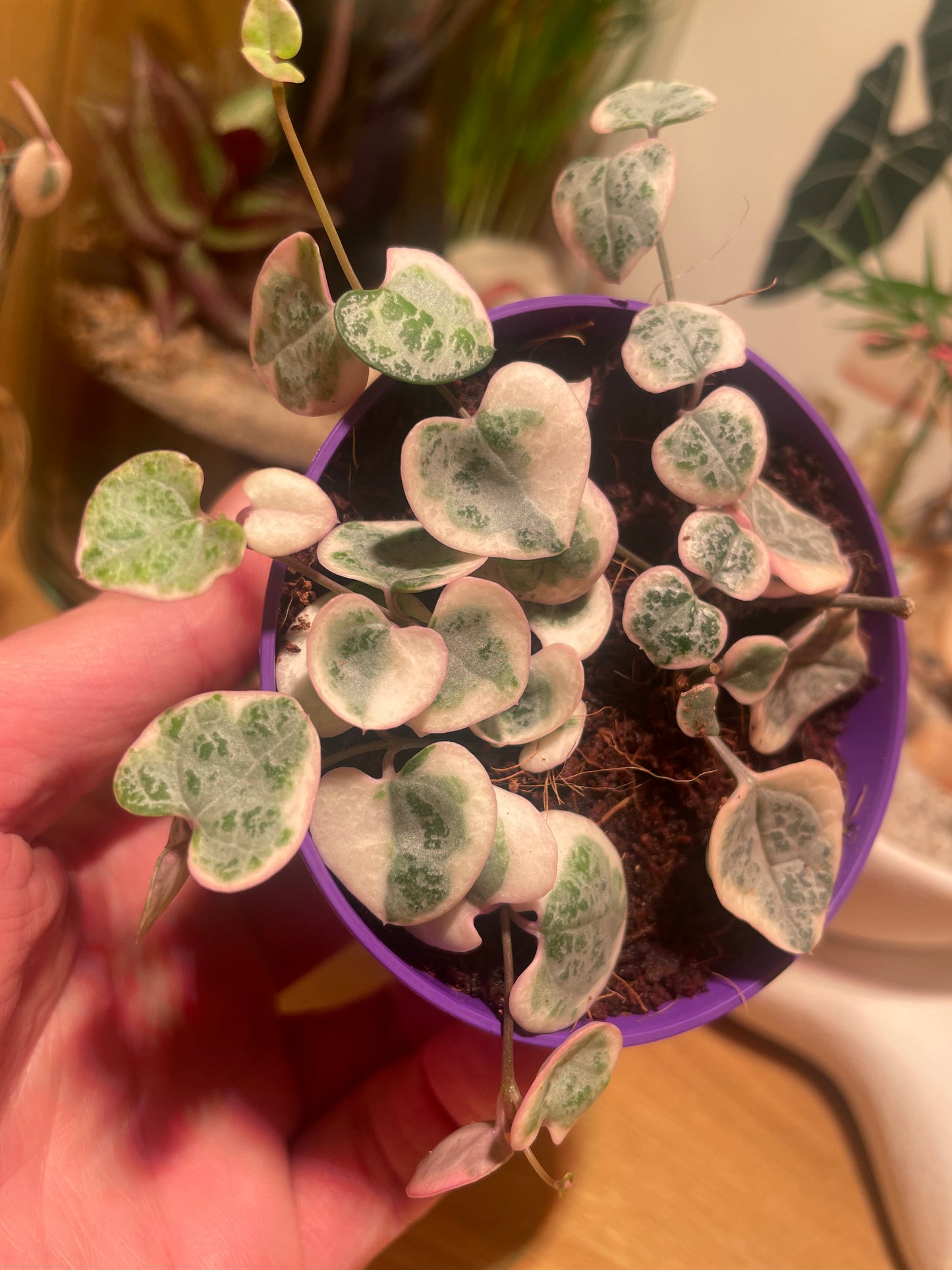 Baby Variegated String of Hearts