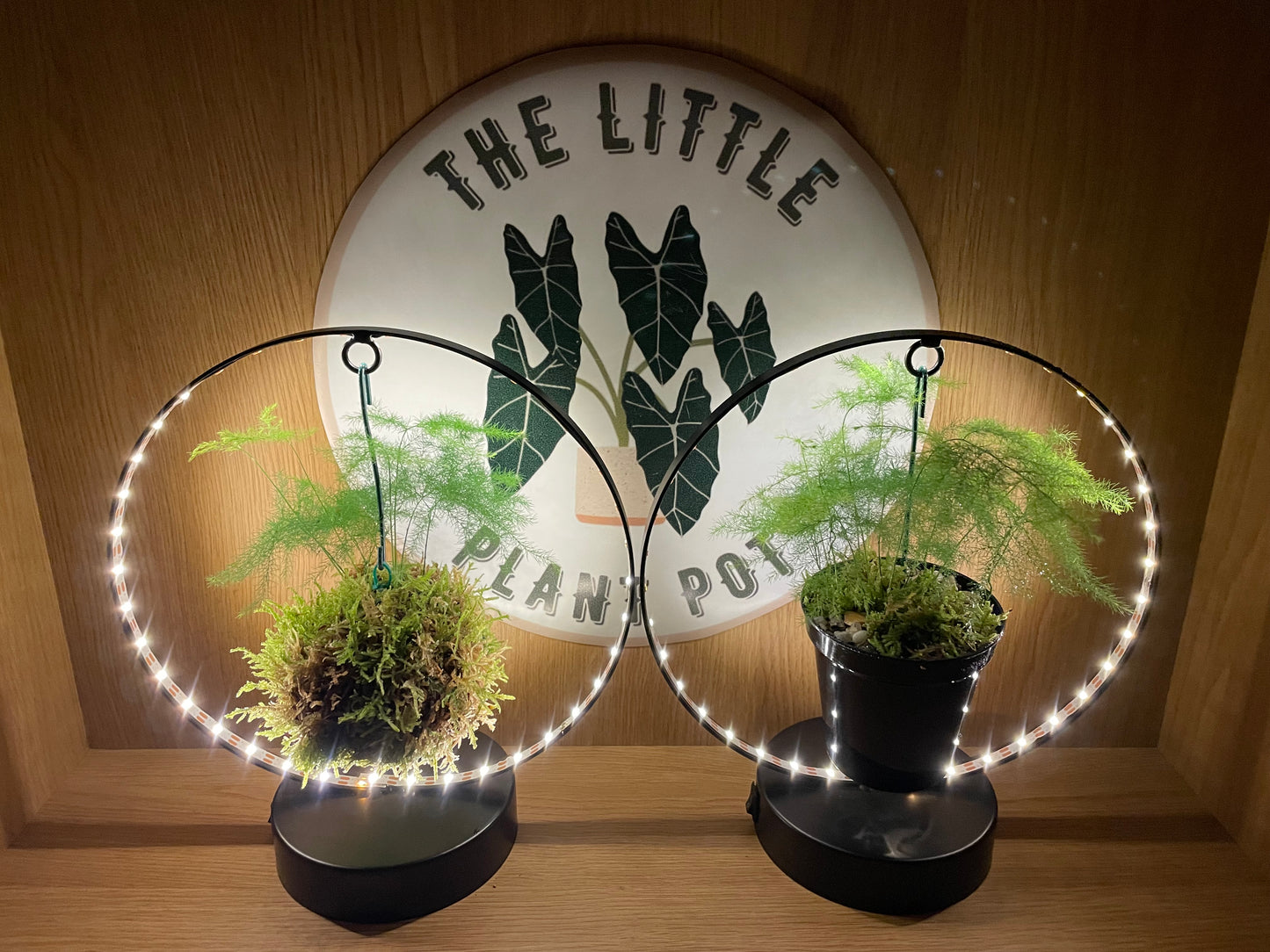 Hanging LED Moss Ball