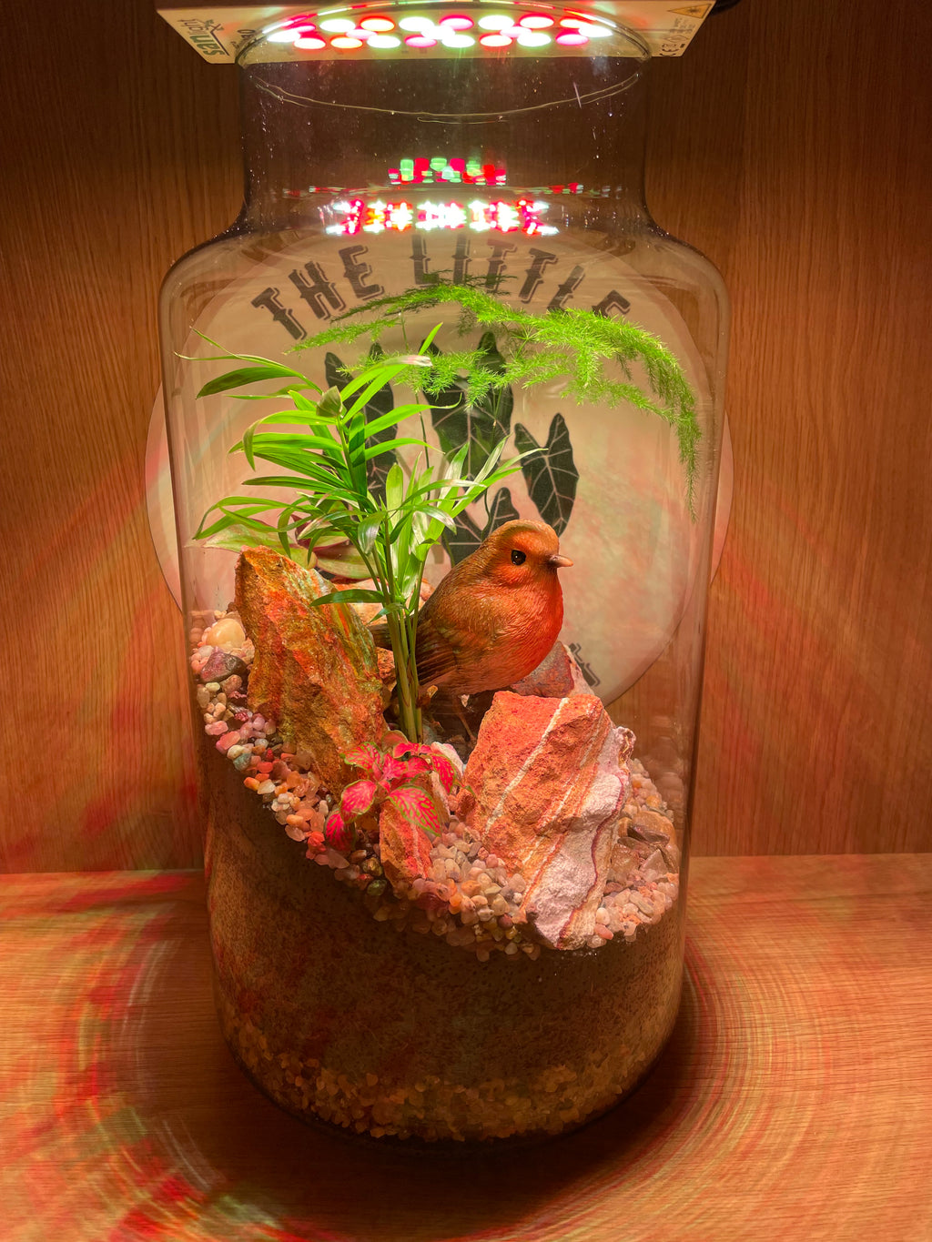 Rocky Robin Terrarium
