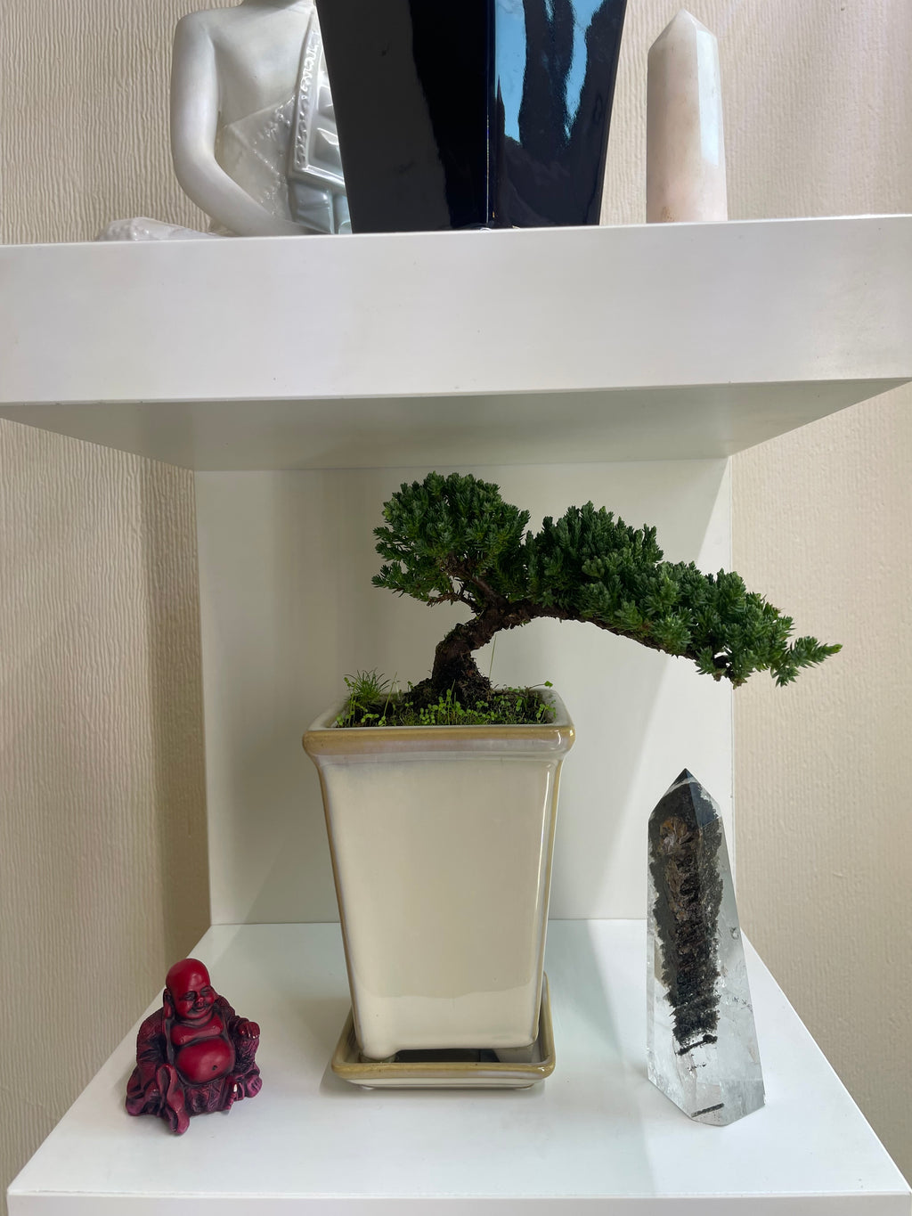 Semi Cascade Chinese Juniper Bonsai Tree