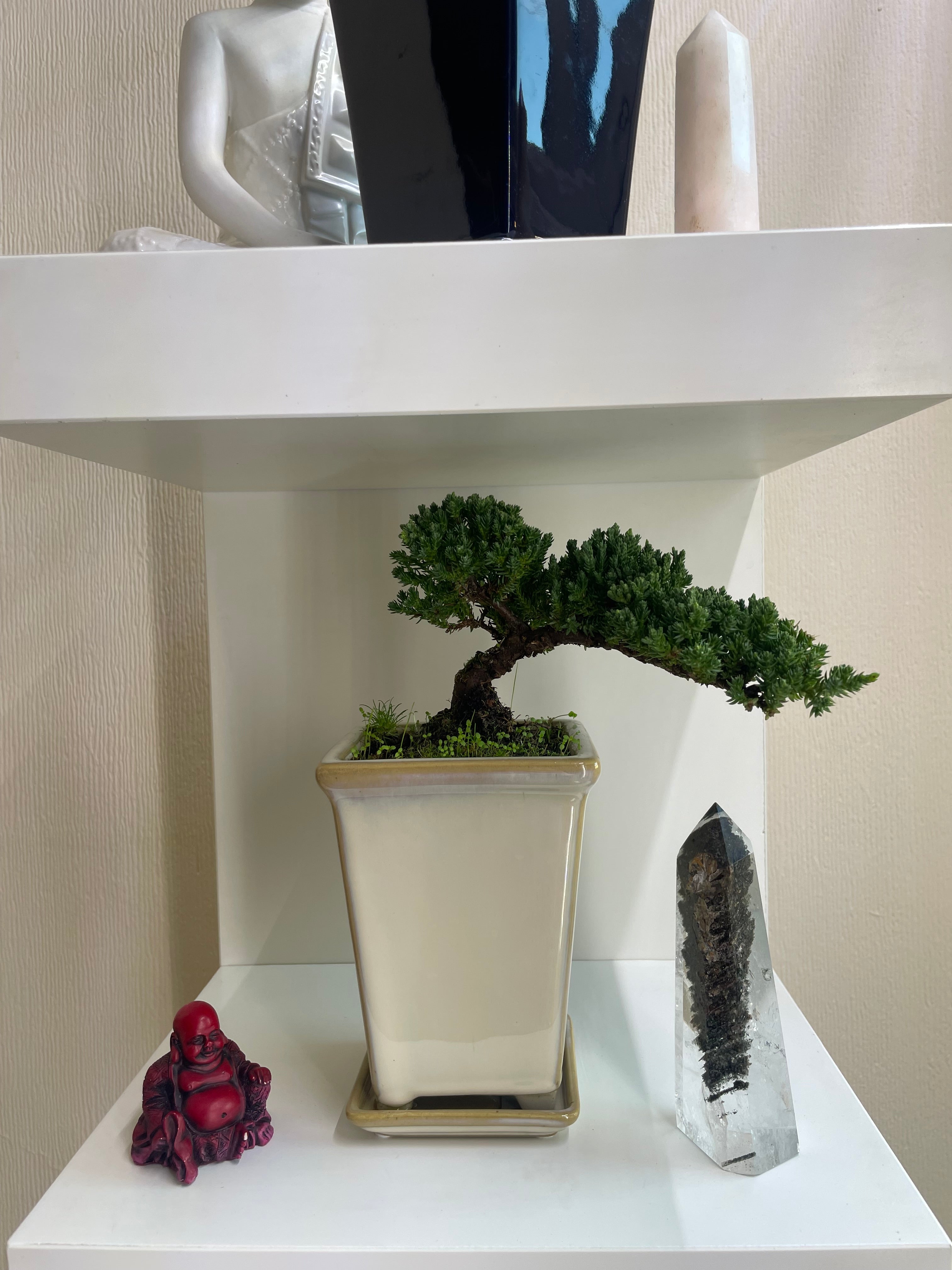 Semi Cascade Chinese Juniper Bonsai Tree
