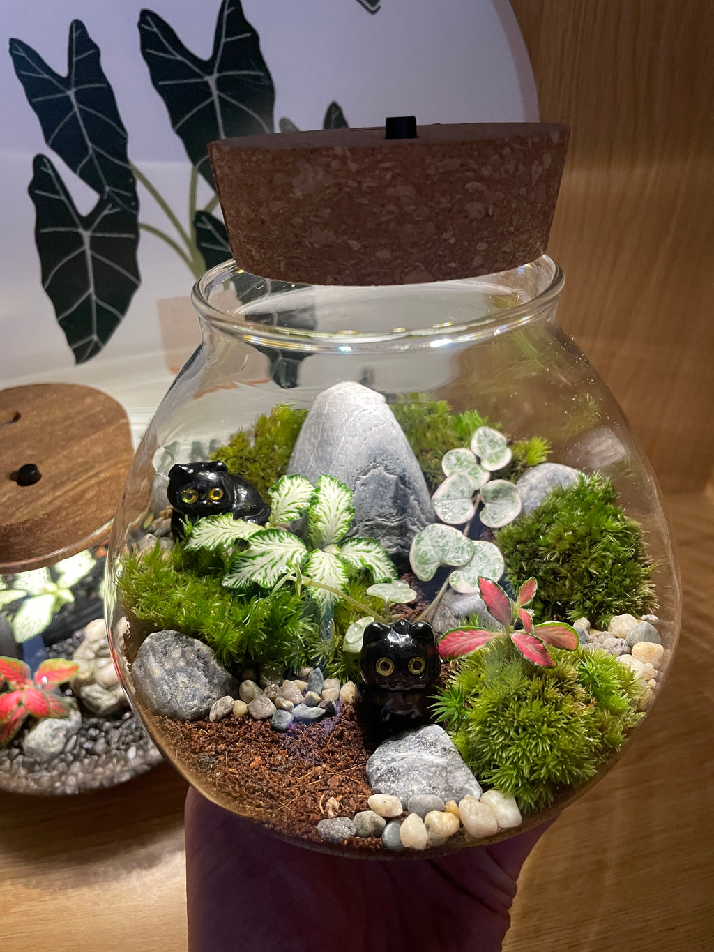 *NEW* Cats LED Terrarium