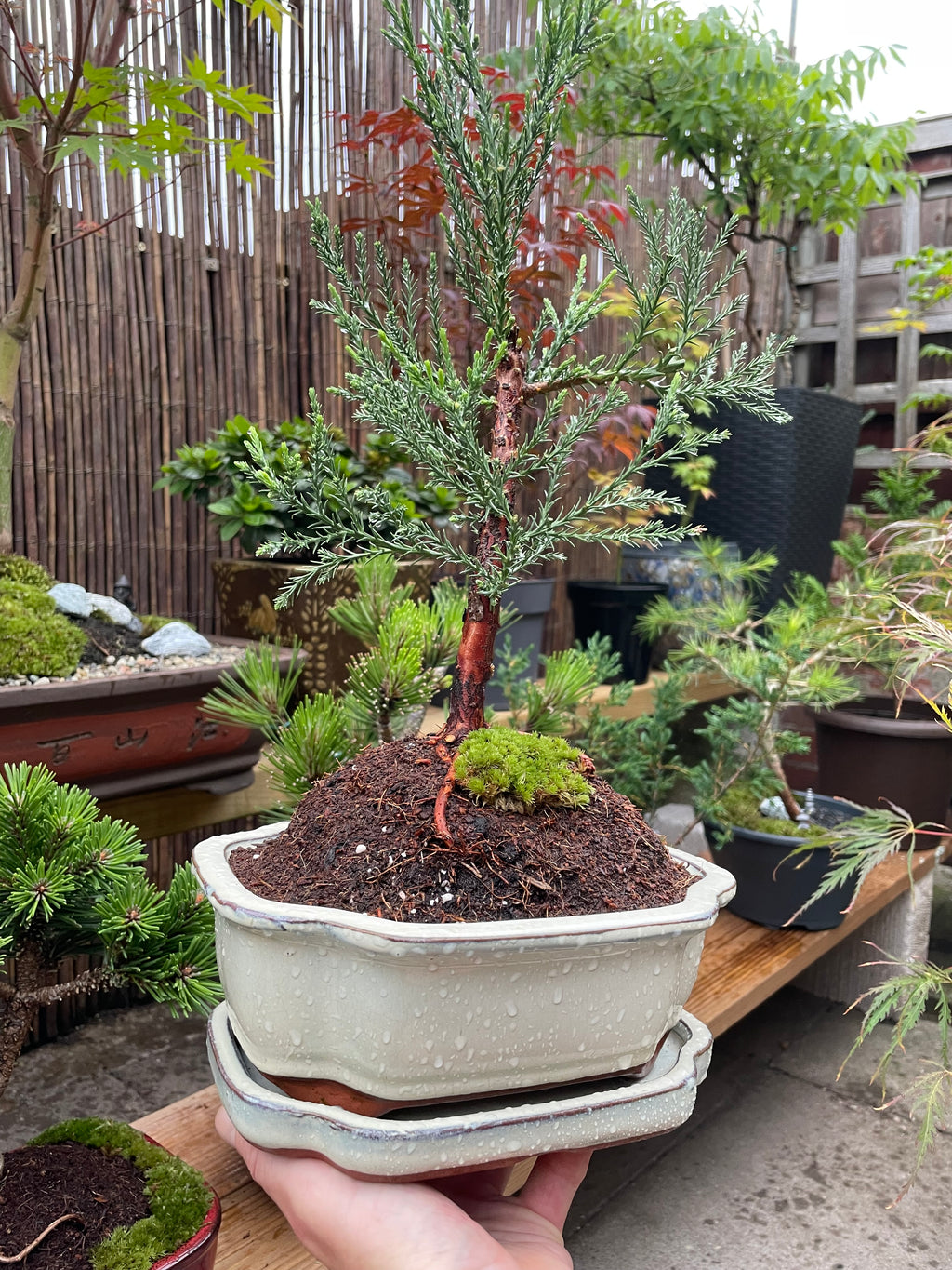 Giant Redwood ‘Sequoiadendron Giganteum’ Bonsai