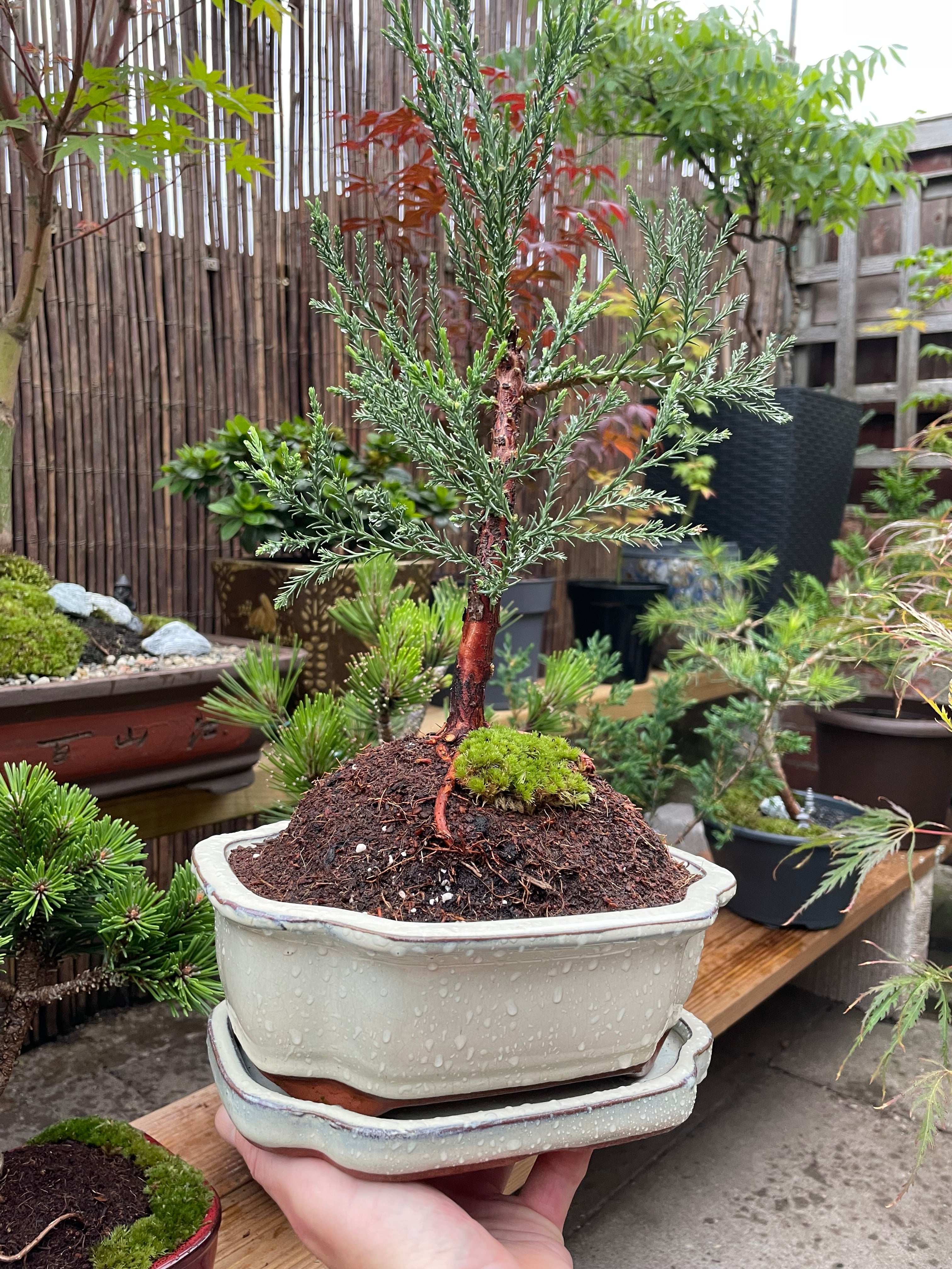 Giant Redwood ‘Sequoiadendron Giganteum’ Bonsai