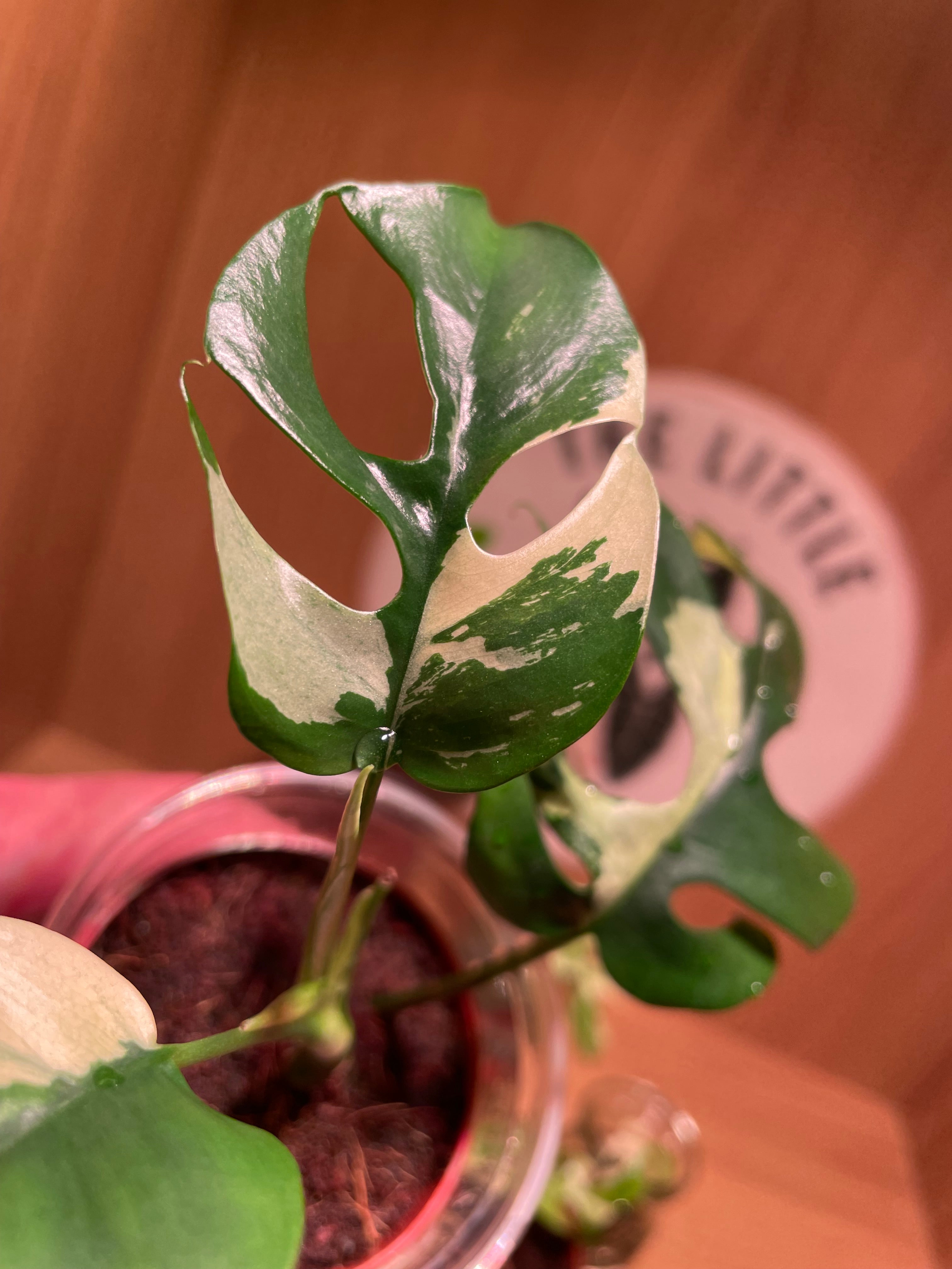 Rhaphidophora Tetrasperma Variegata