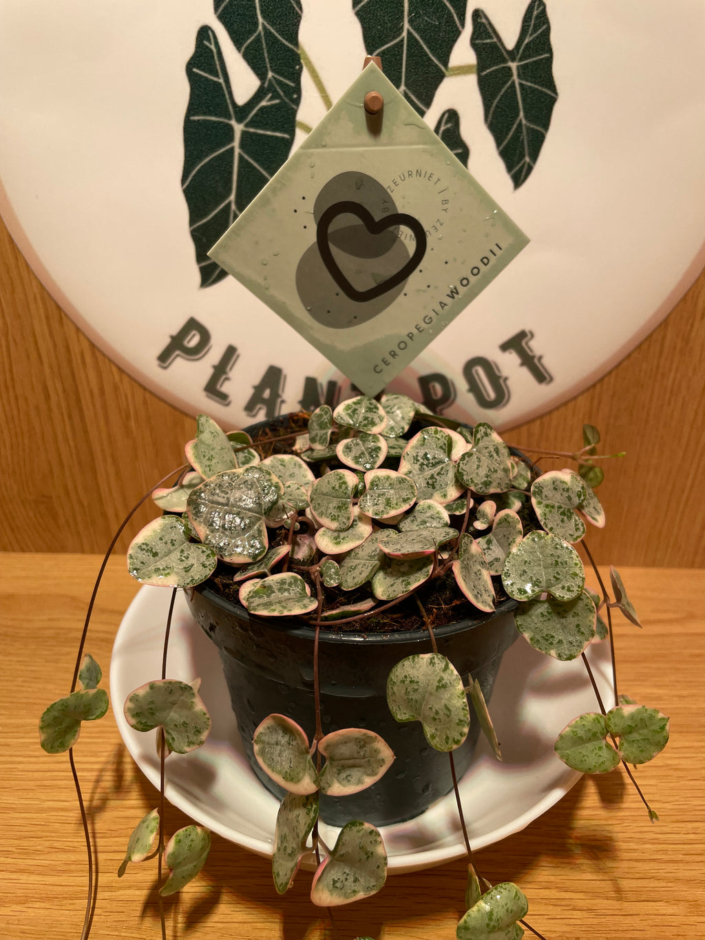 Variegated String of Hearts