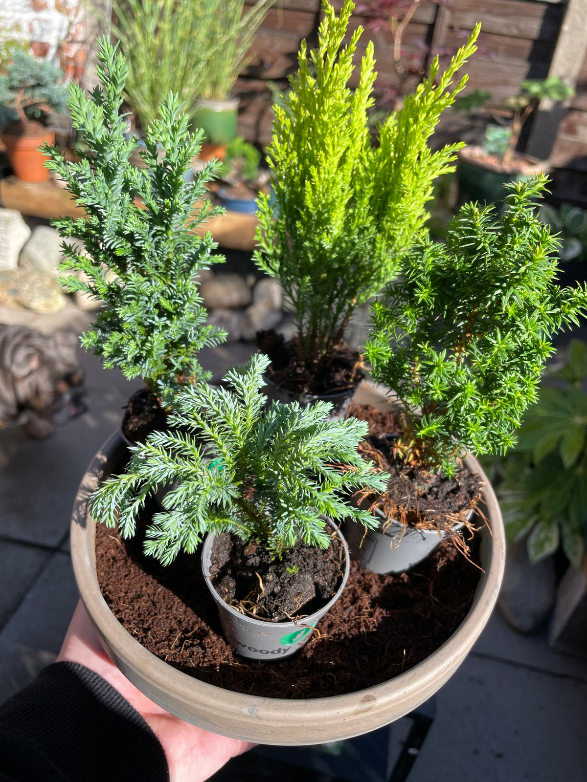 DIY Mini Forest Bowl Kit