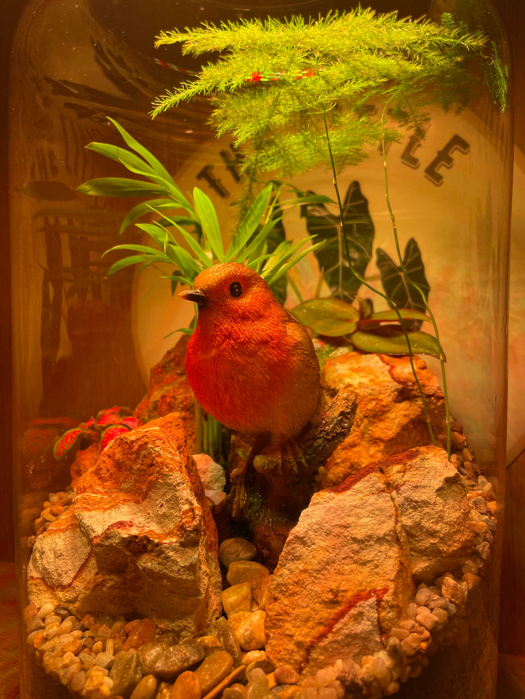 Rocky Robin Terrarium