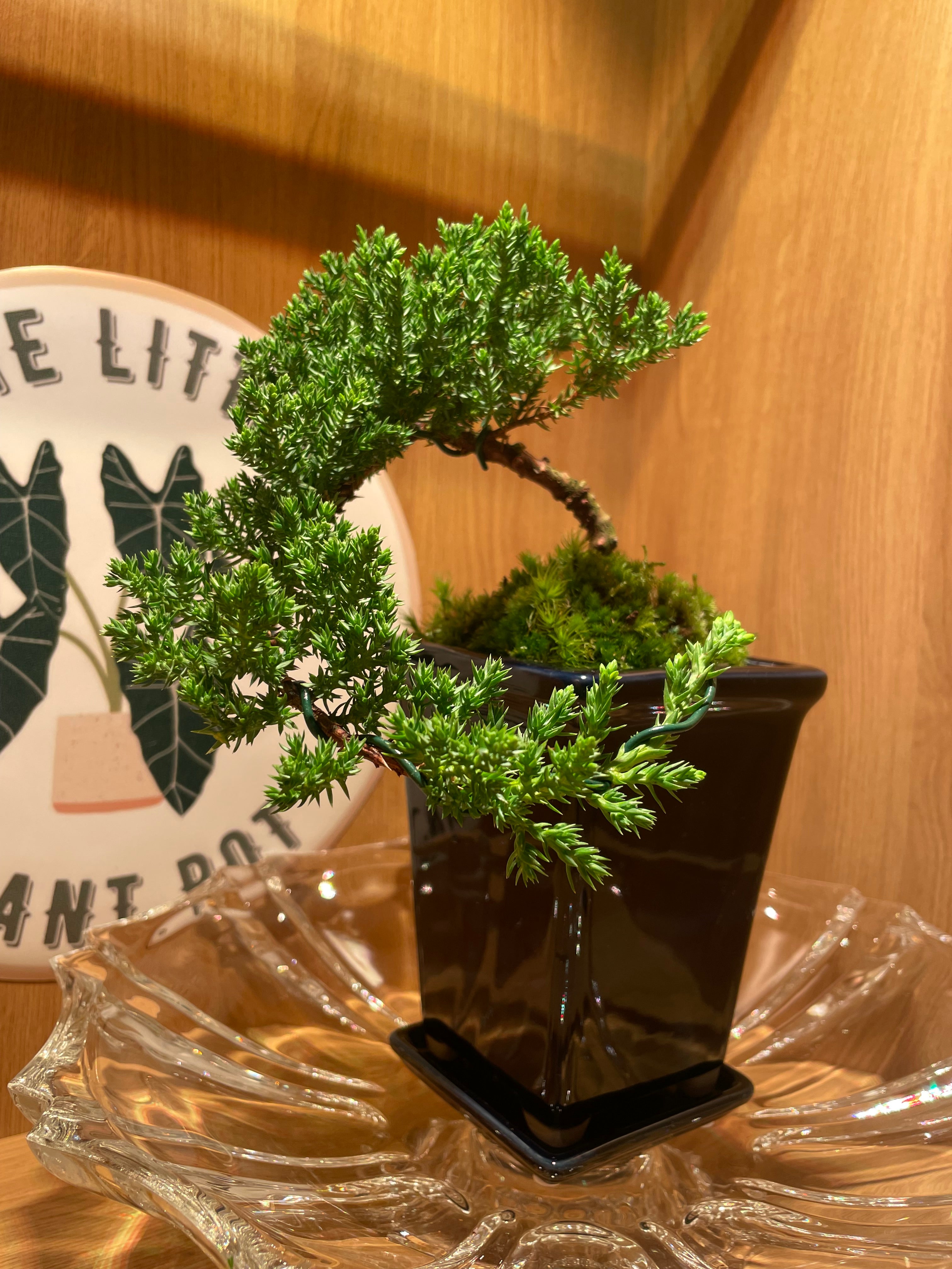 Juniperus Chinensis Cascade Bonsai