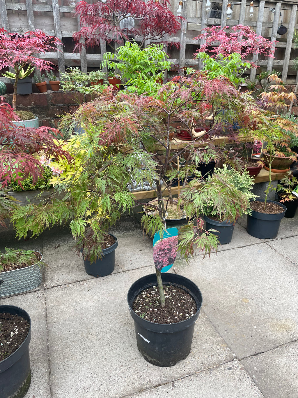 Acer Dissectum Red Garnet
