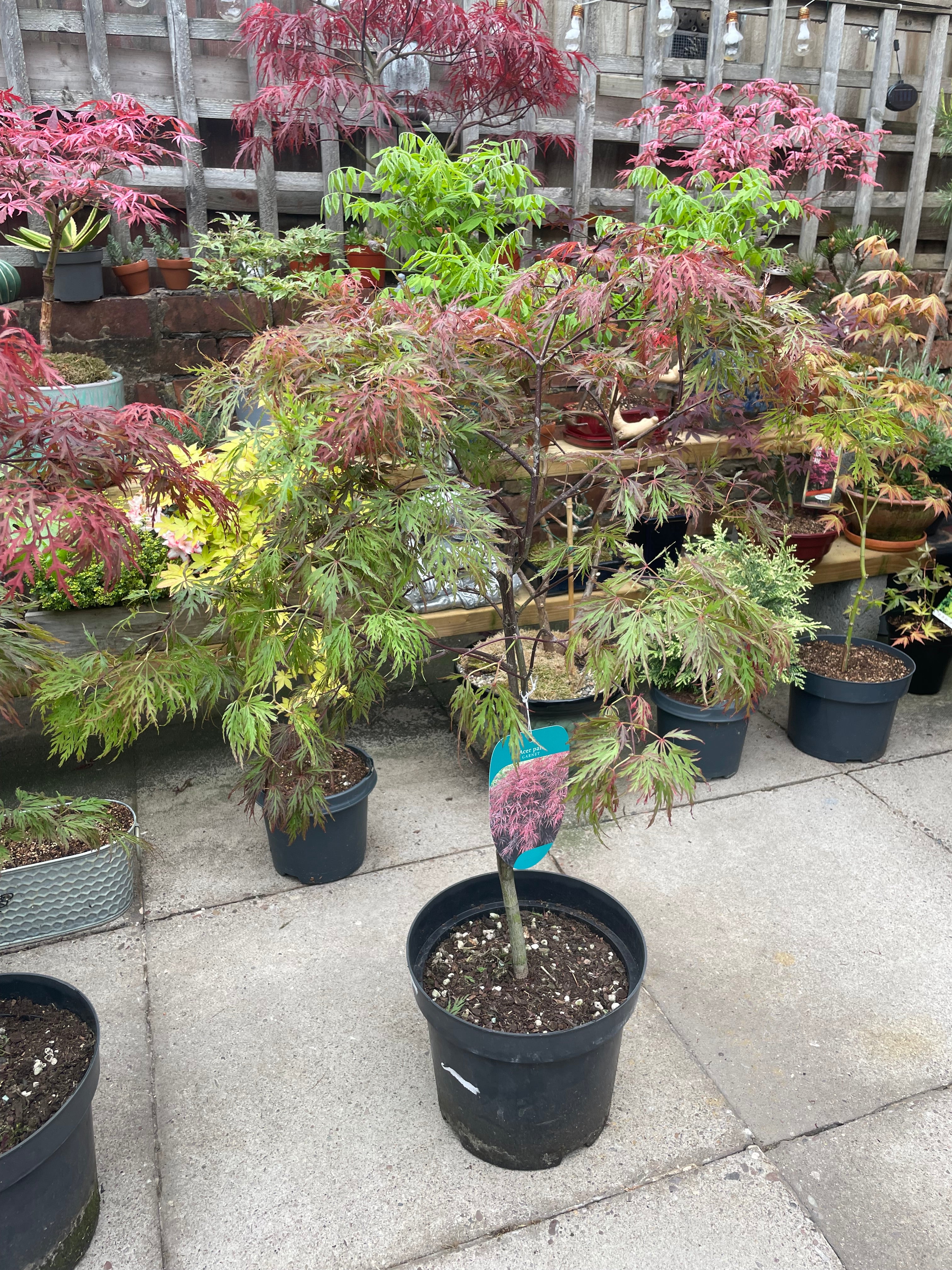 Acer Dissectum Red Garnet
