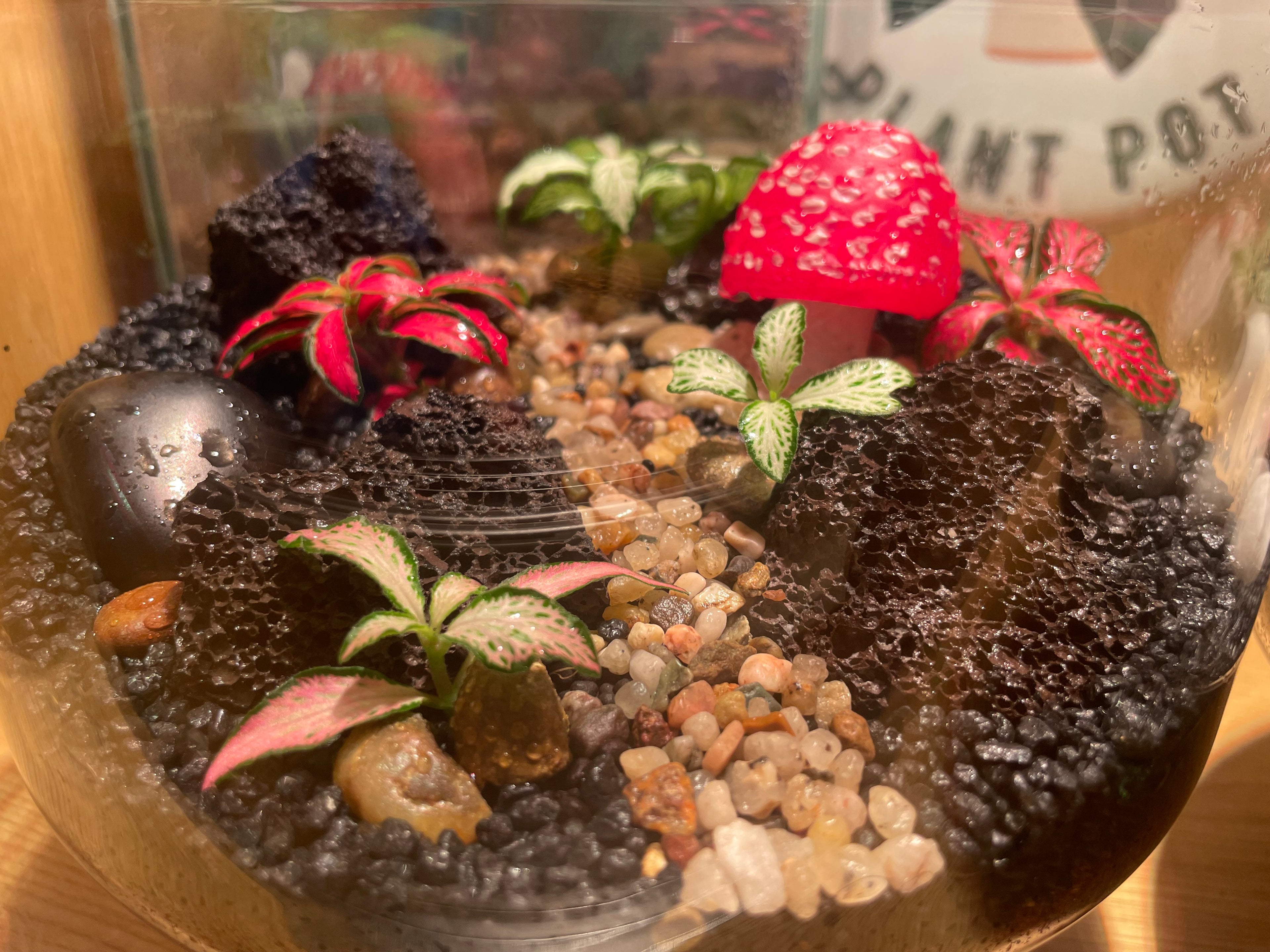 Volcanic Terrarium