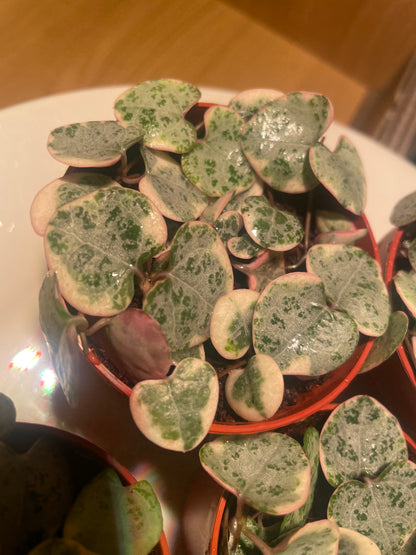 Baby Variegated Hearts