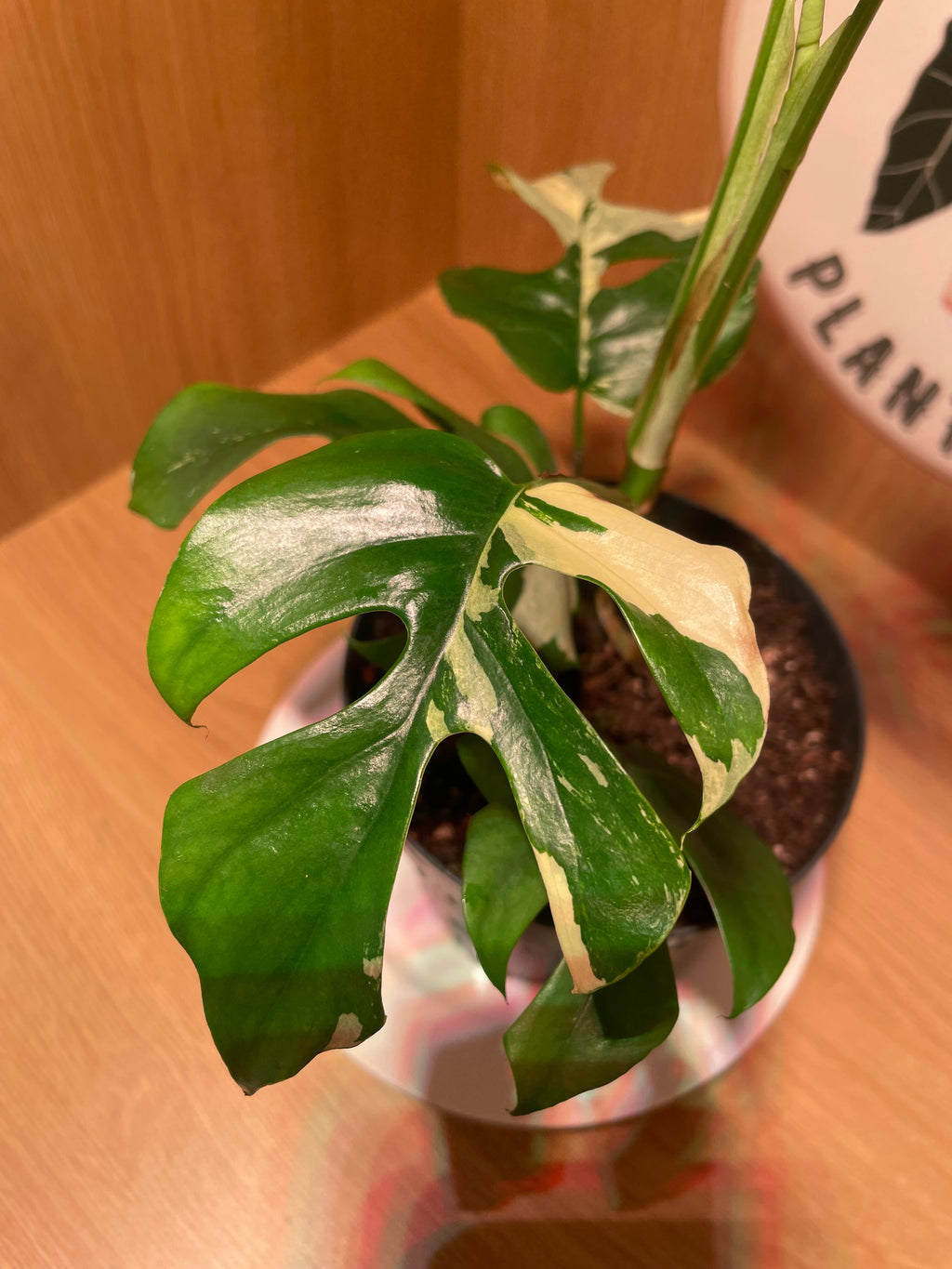 Rhaphidophora Tetrasperma Variegata (Highly Variegated)