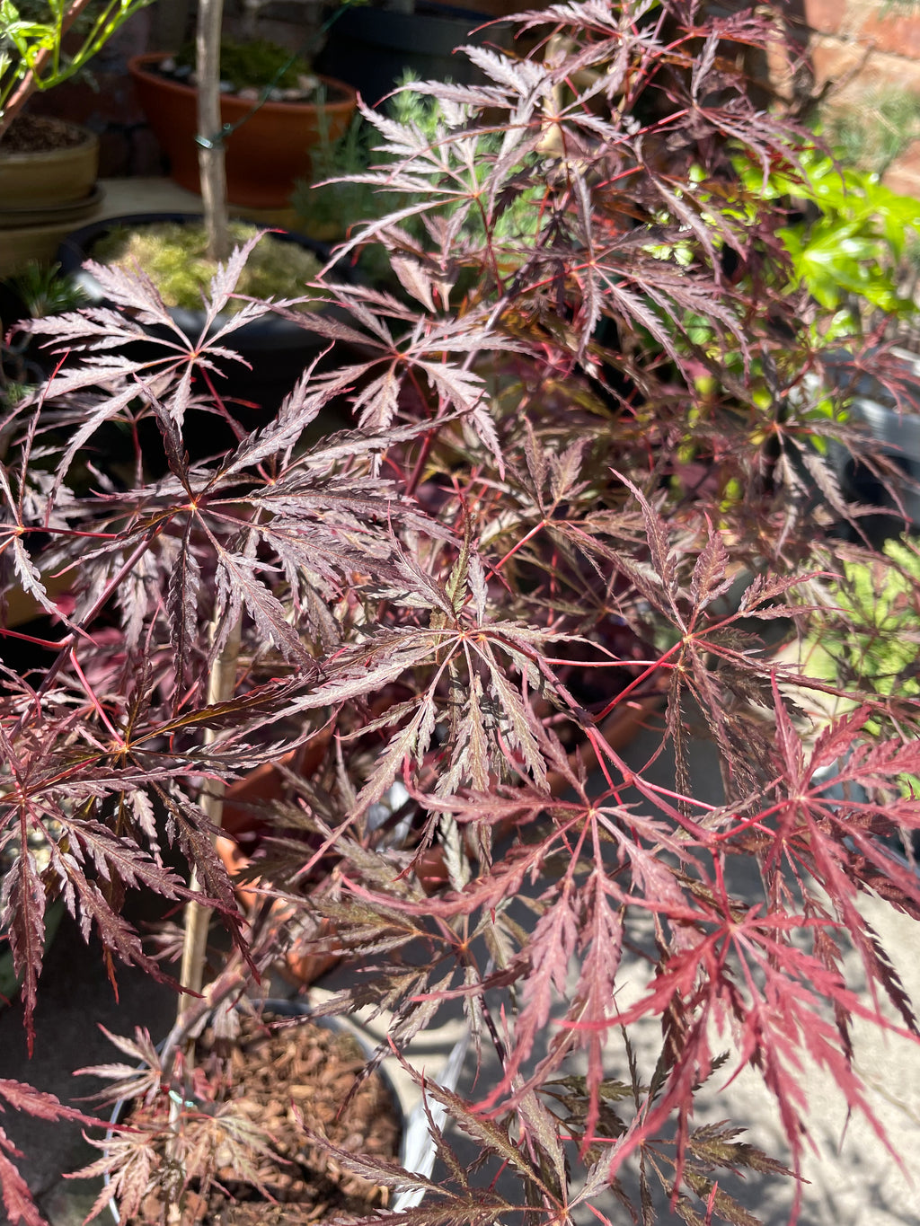 Acer Dissectum Red Garnet