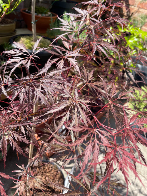 Acer Dissectum Red Garnet