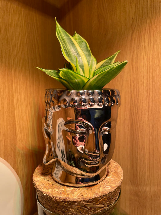 Buddha & Snake Plant