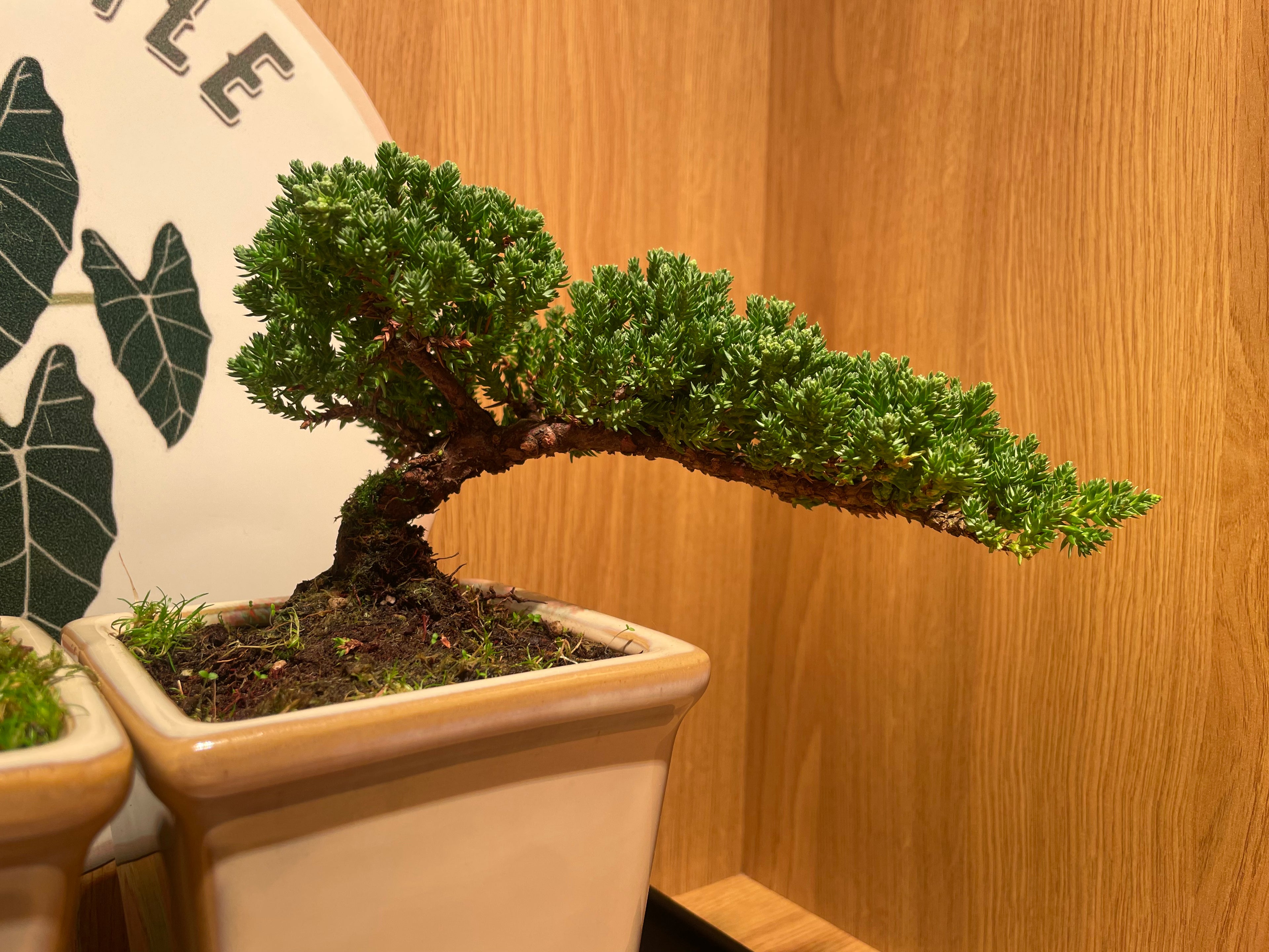 Semi Cascade Chinese Juniper Bonsai Tree
