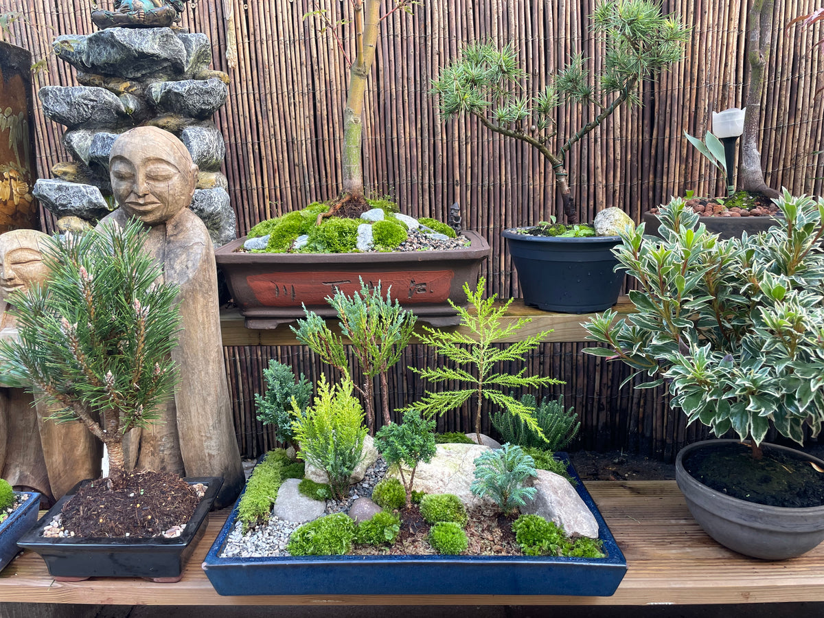 Bonsai Pot Forest