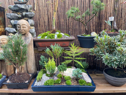 Bonsai Pot Forest