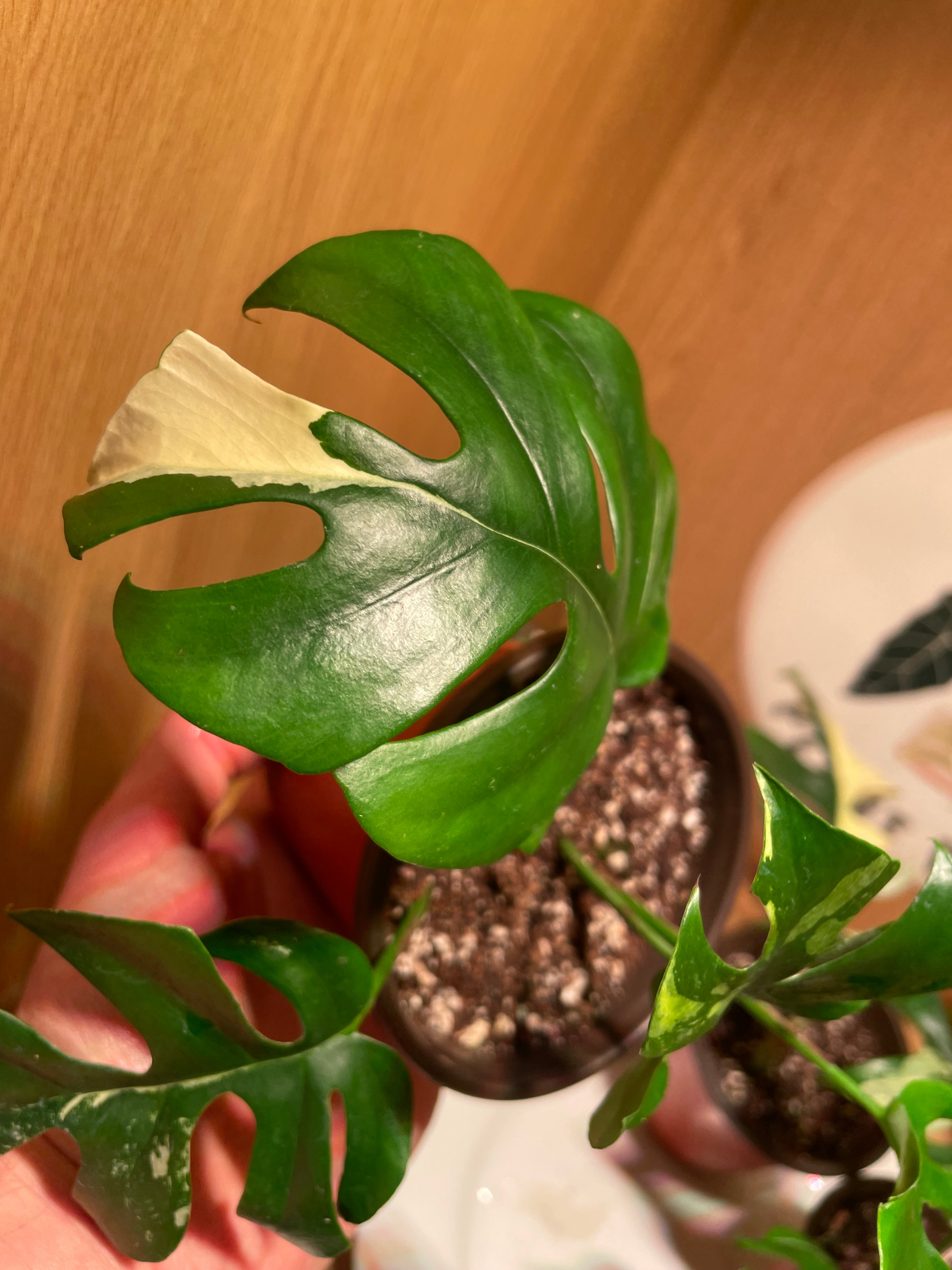 Rhaphidophora Tetrasperma Variegata