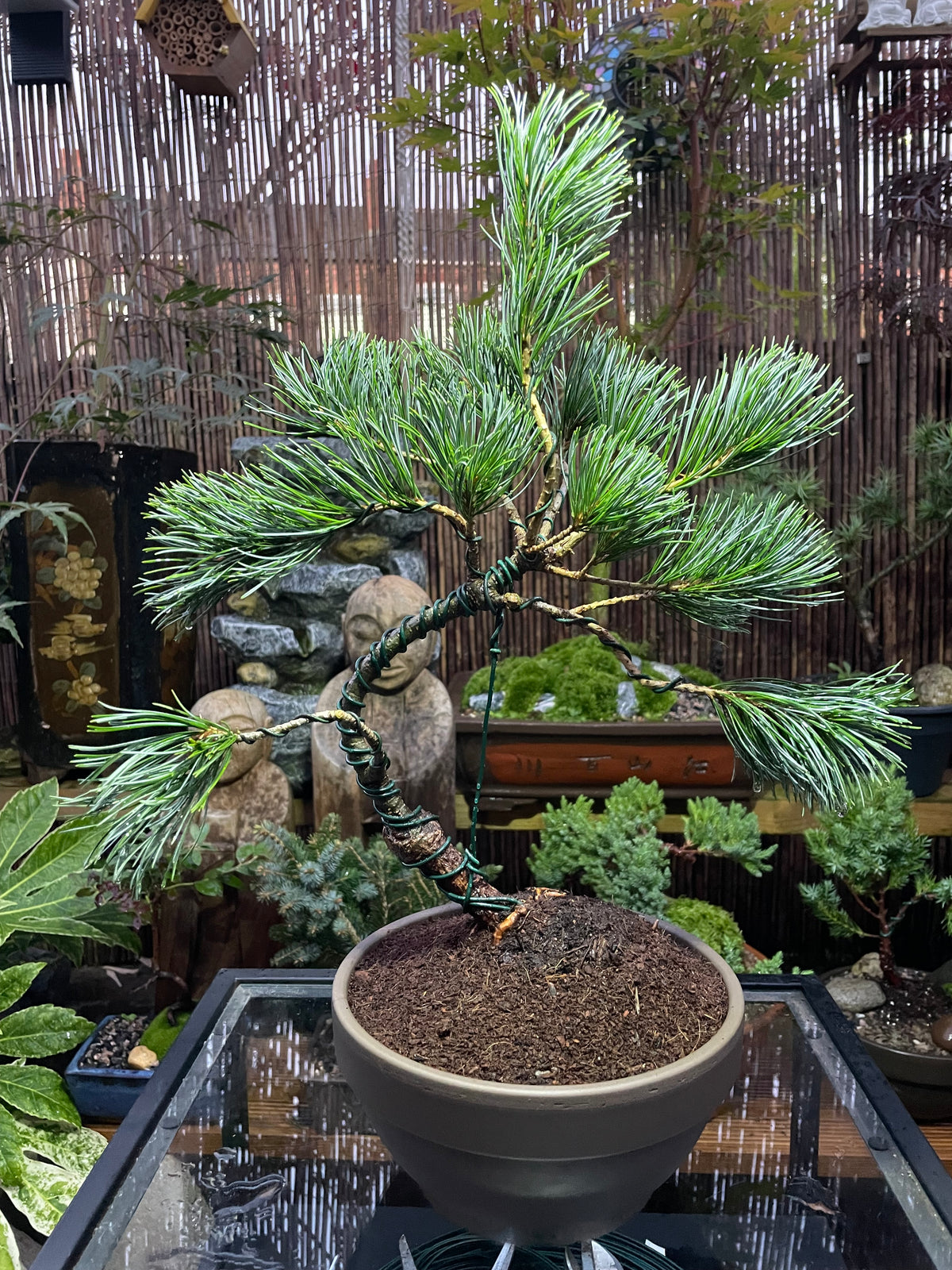 Japanese White Pine Tree