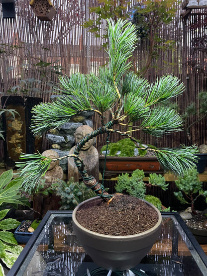 Japanese White Pine Tree