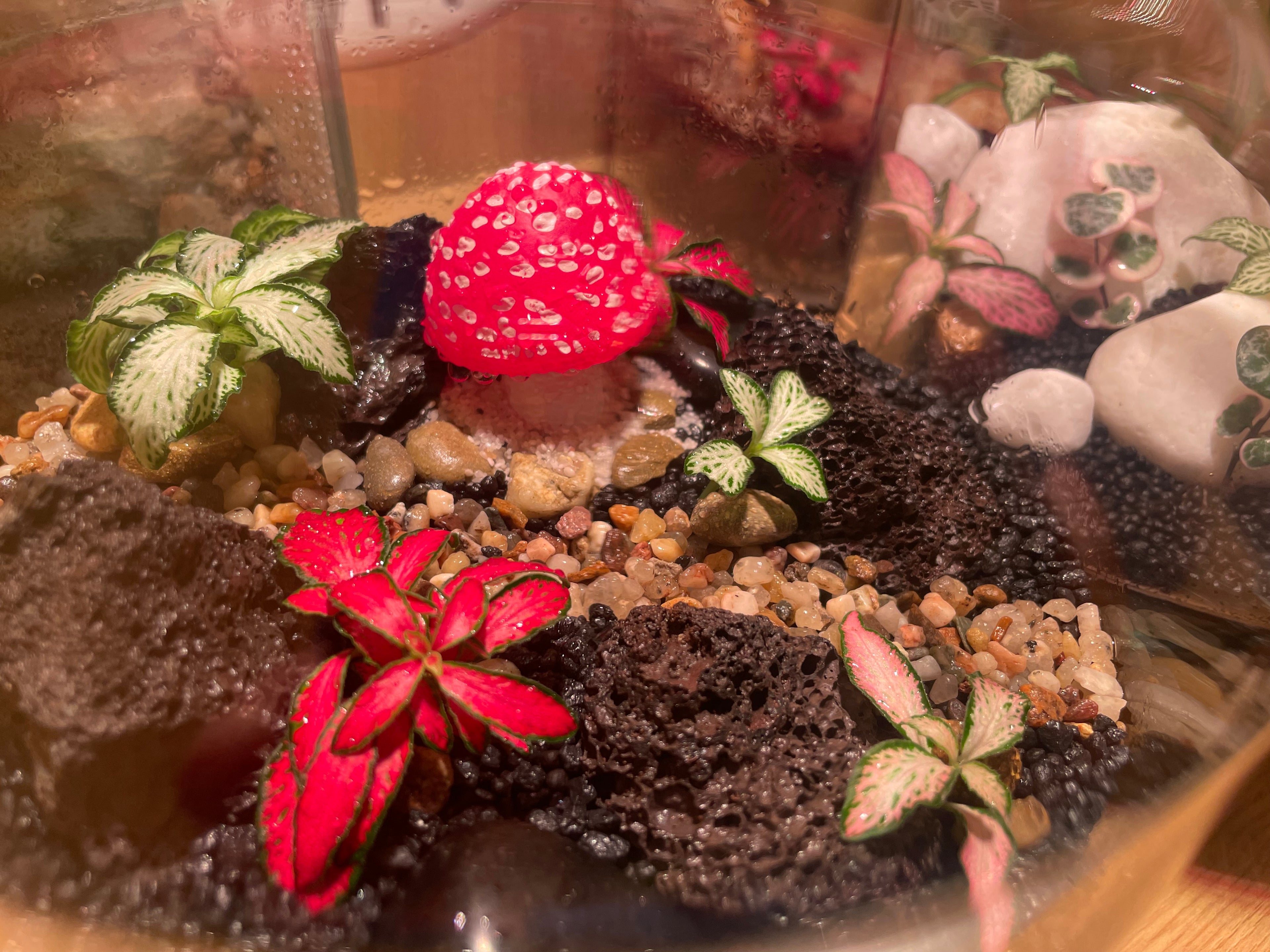 Volcanic Terrarium