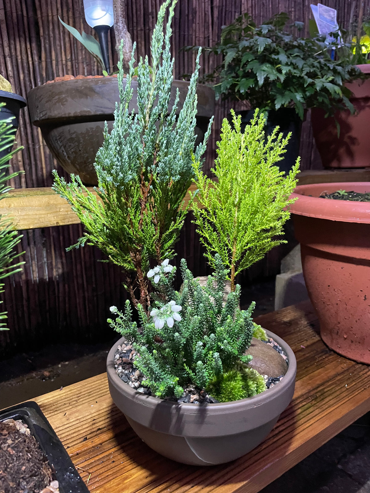 Mini Forest Bowl