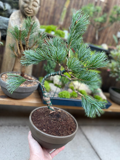 Japanese White Pine Tree