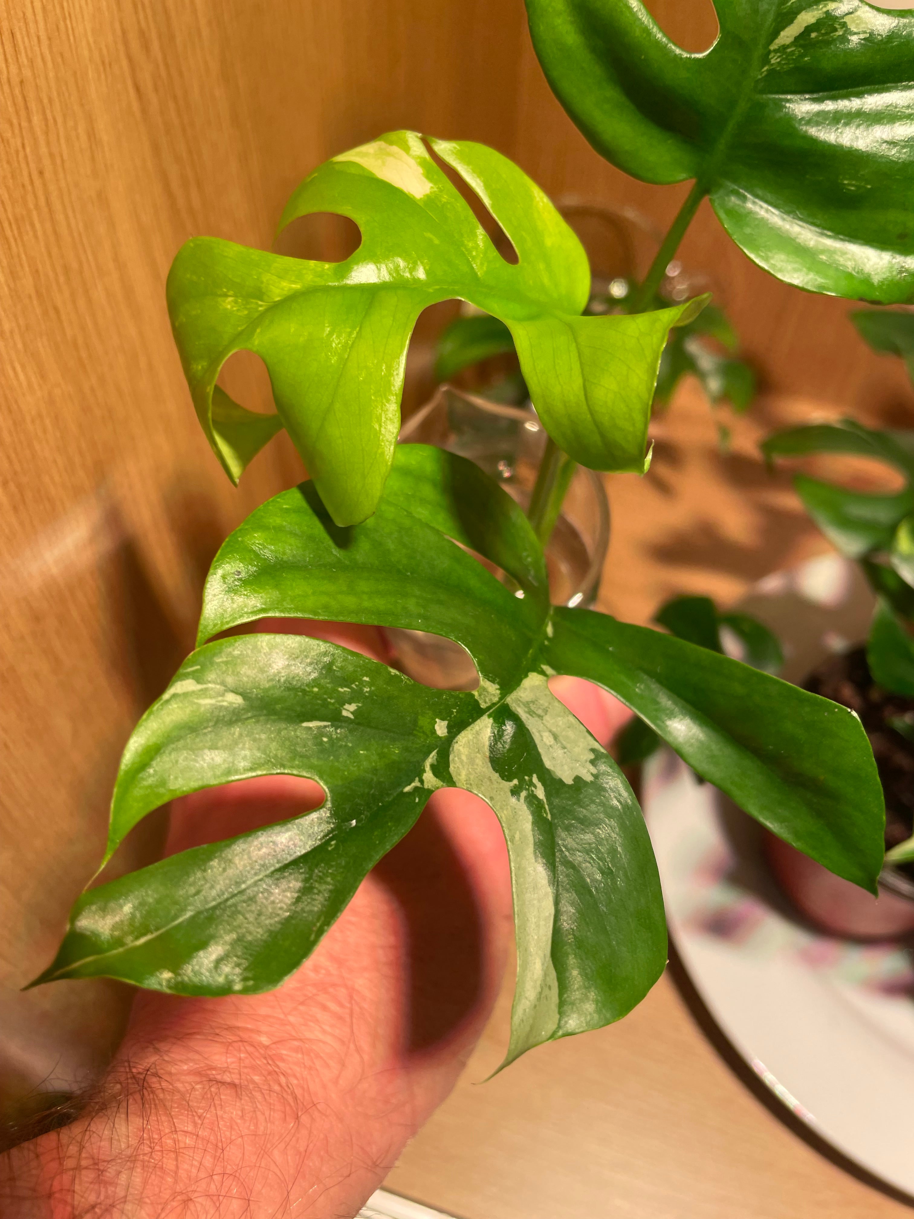 Rhaphidophora Tetrasperma Variegata (Low Variegation)