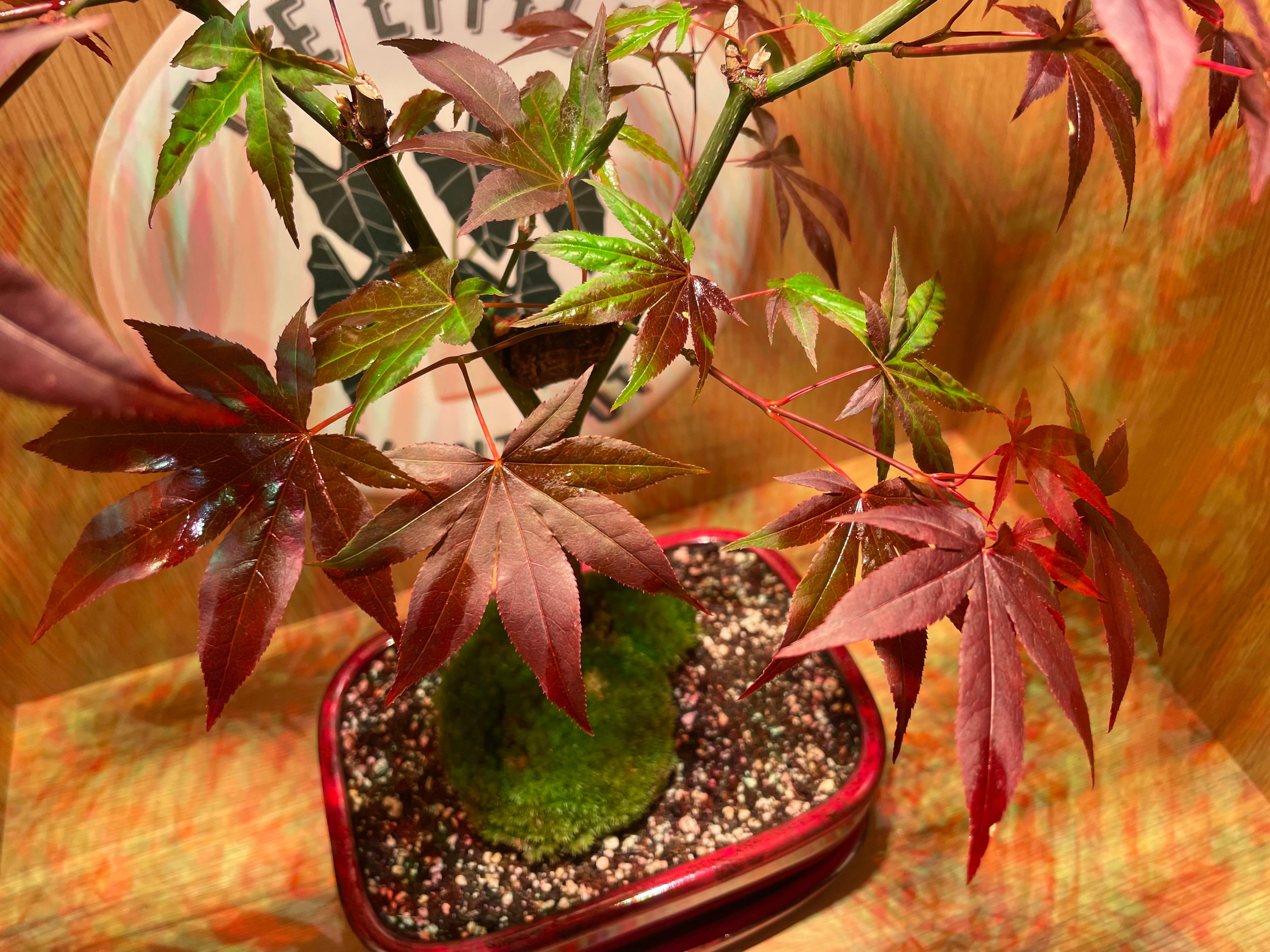 Acer Atropurpureum Bonsai Tree