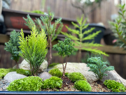 Bonsai Pot Forest