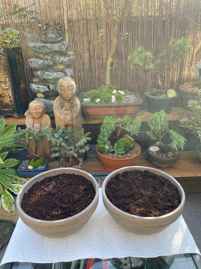 DIY Mini Forest Bowl Kit