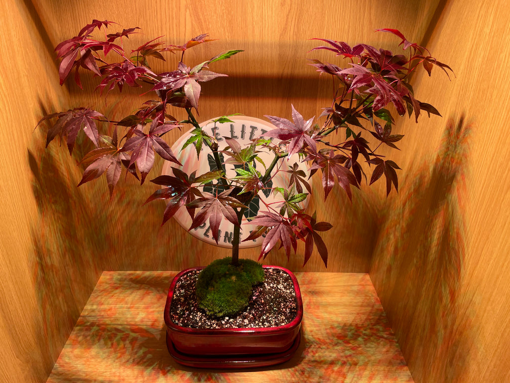 Acer Atropurpureum Bonsai Tree