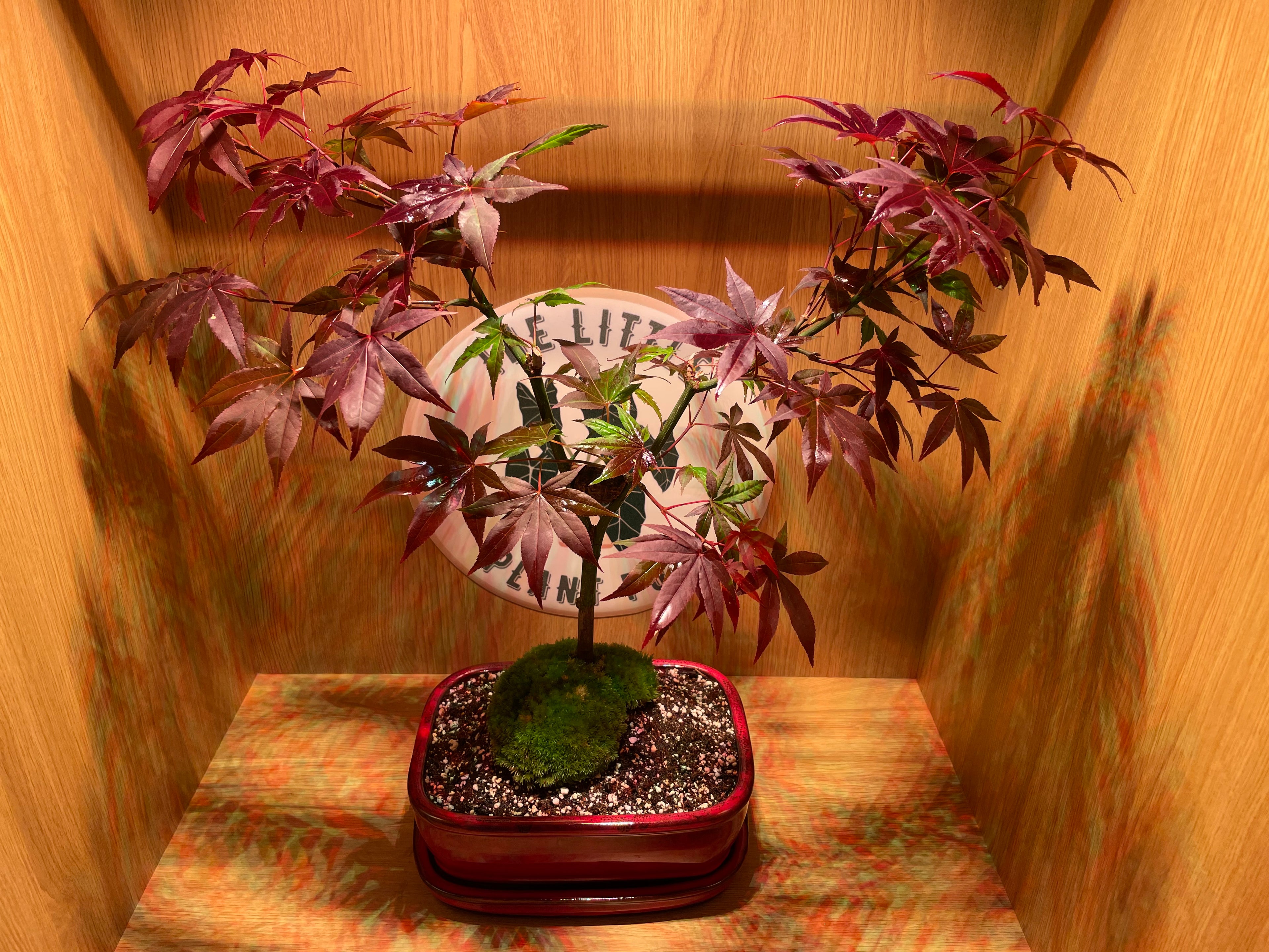 Acer Atropurpureum Bonsai Tree