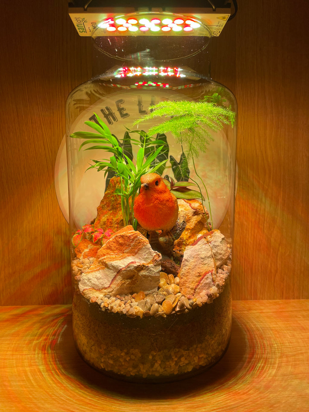 Rocky Robin Terrarium