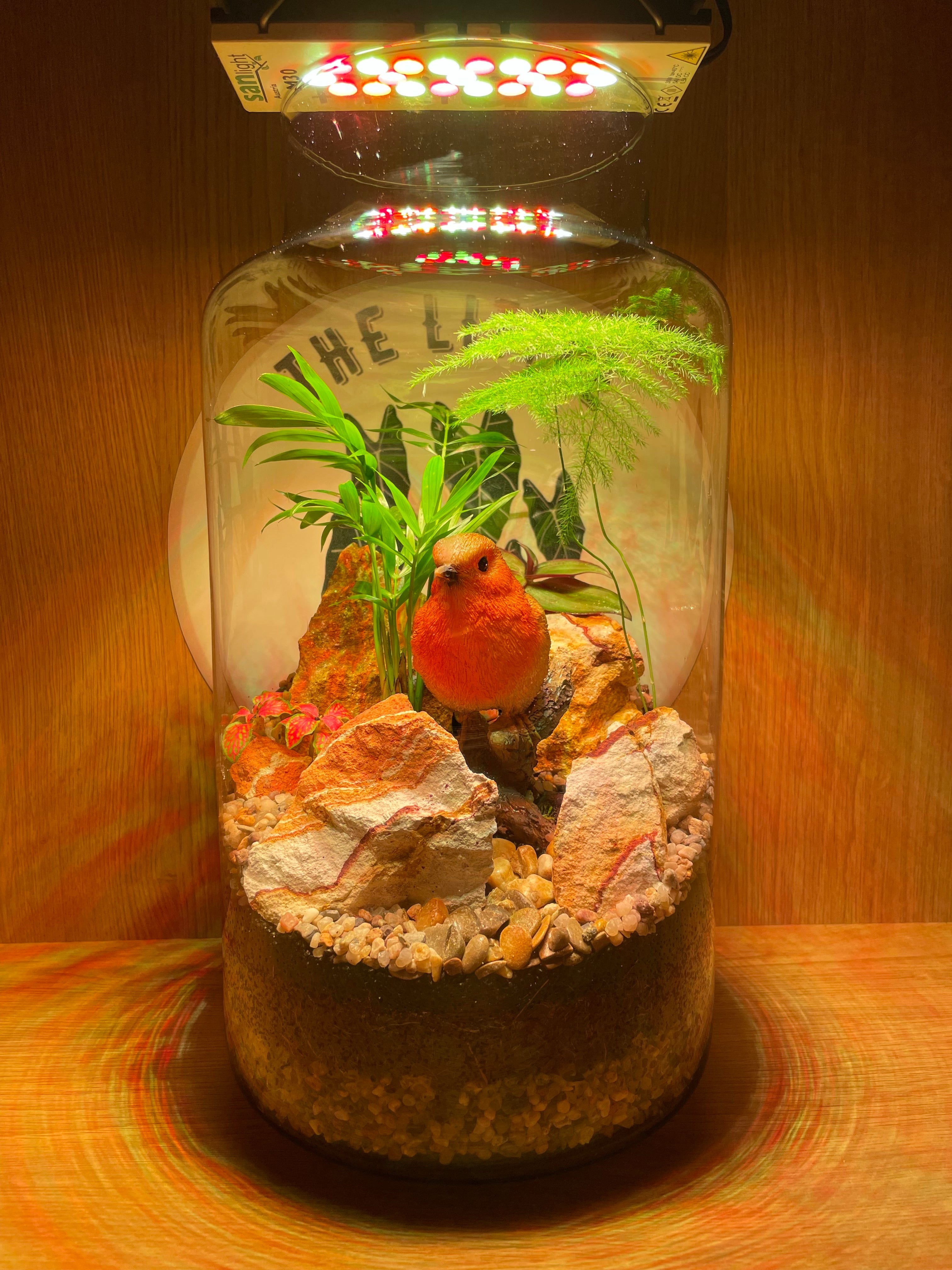 Rocky Robin Terrarium