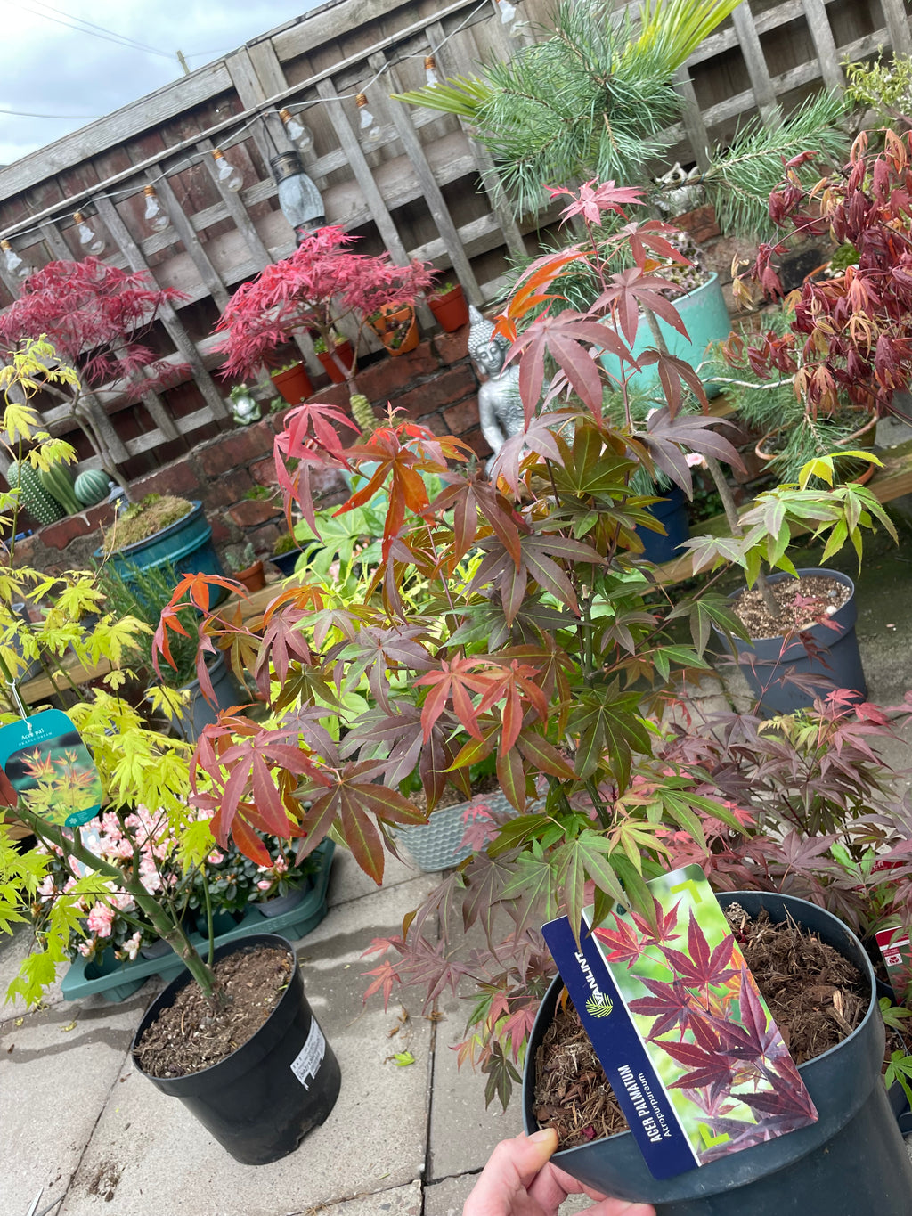 Acer Palmatum ‘Atropurpureum’