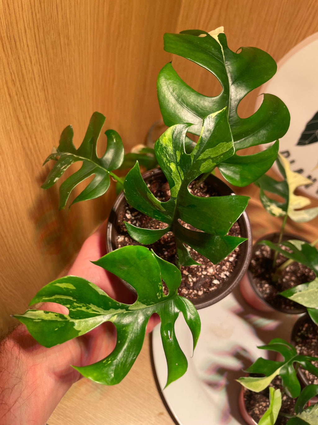 Rhaphidophora Tetrasperma Variegata