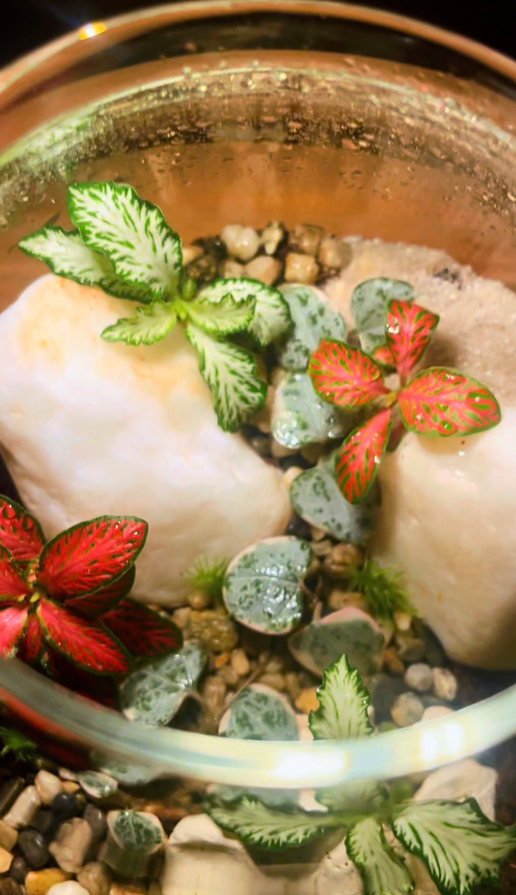 Teapot Terrarium