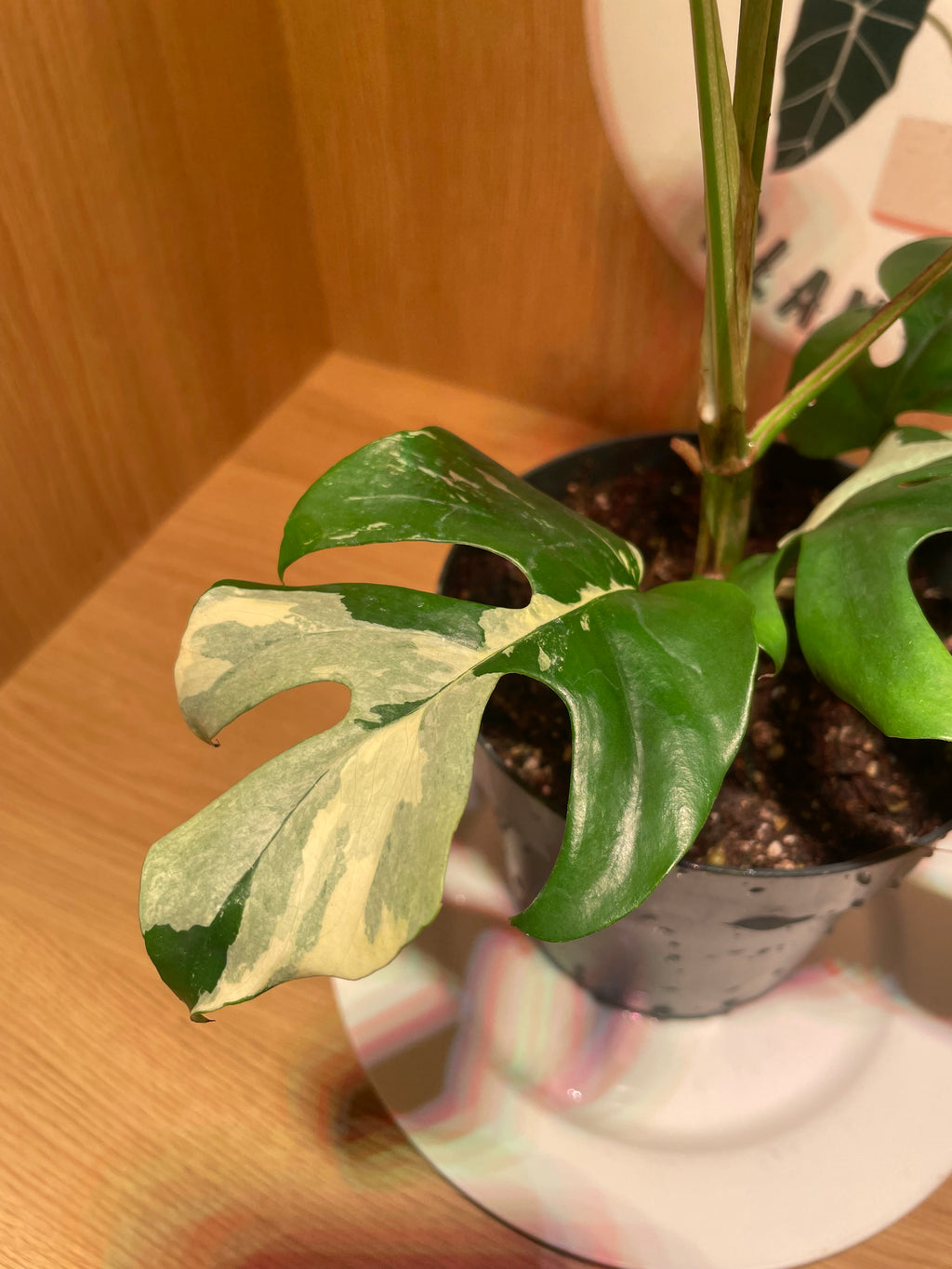 Rhaphidophora Tetrasperma Variegata (Highly Variegated)