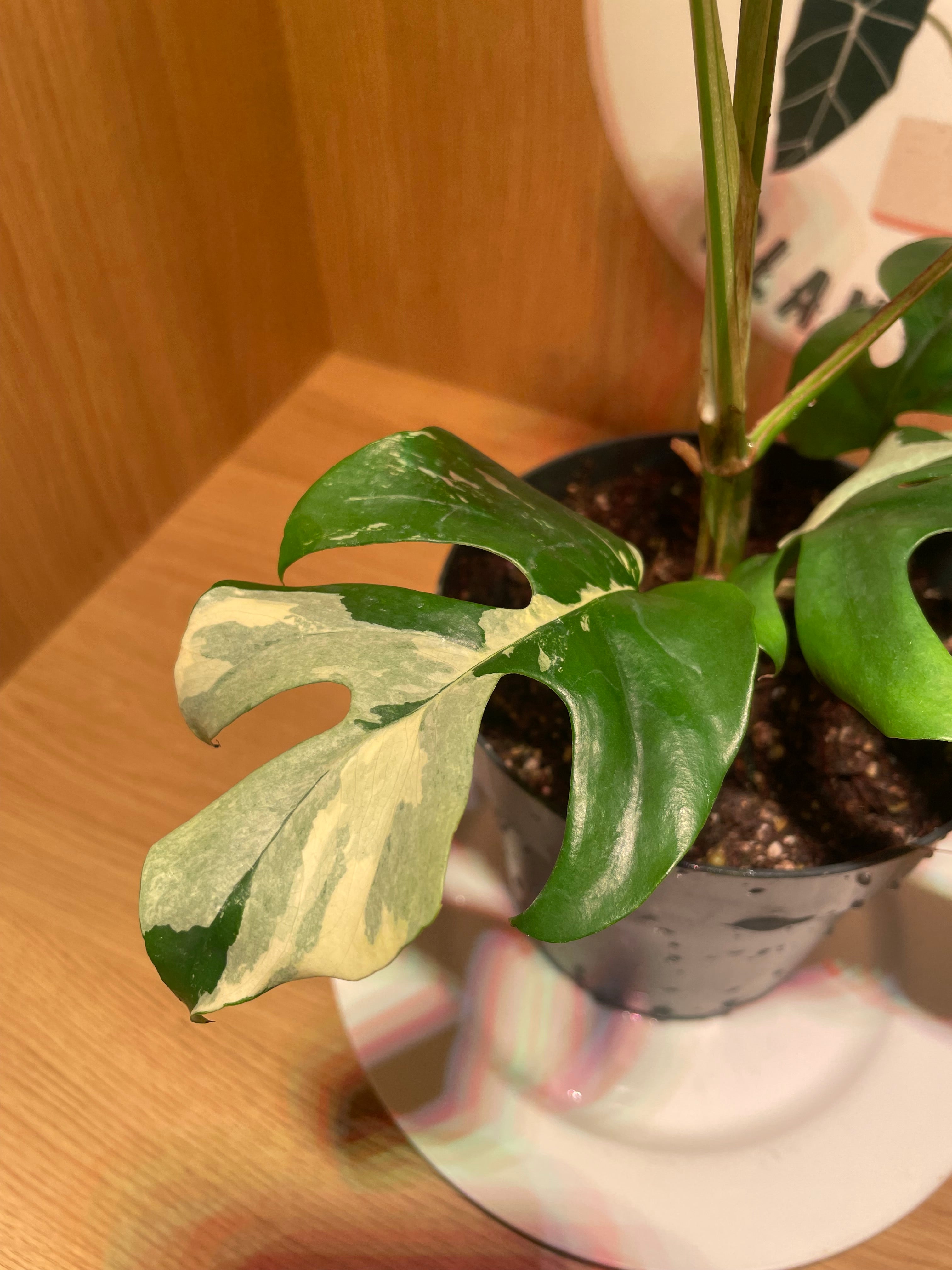 Rhaphidophora Tetrasperma Variegata (Highly Variegated)