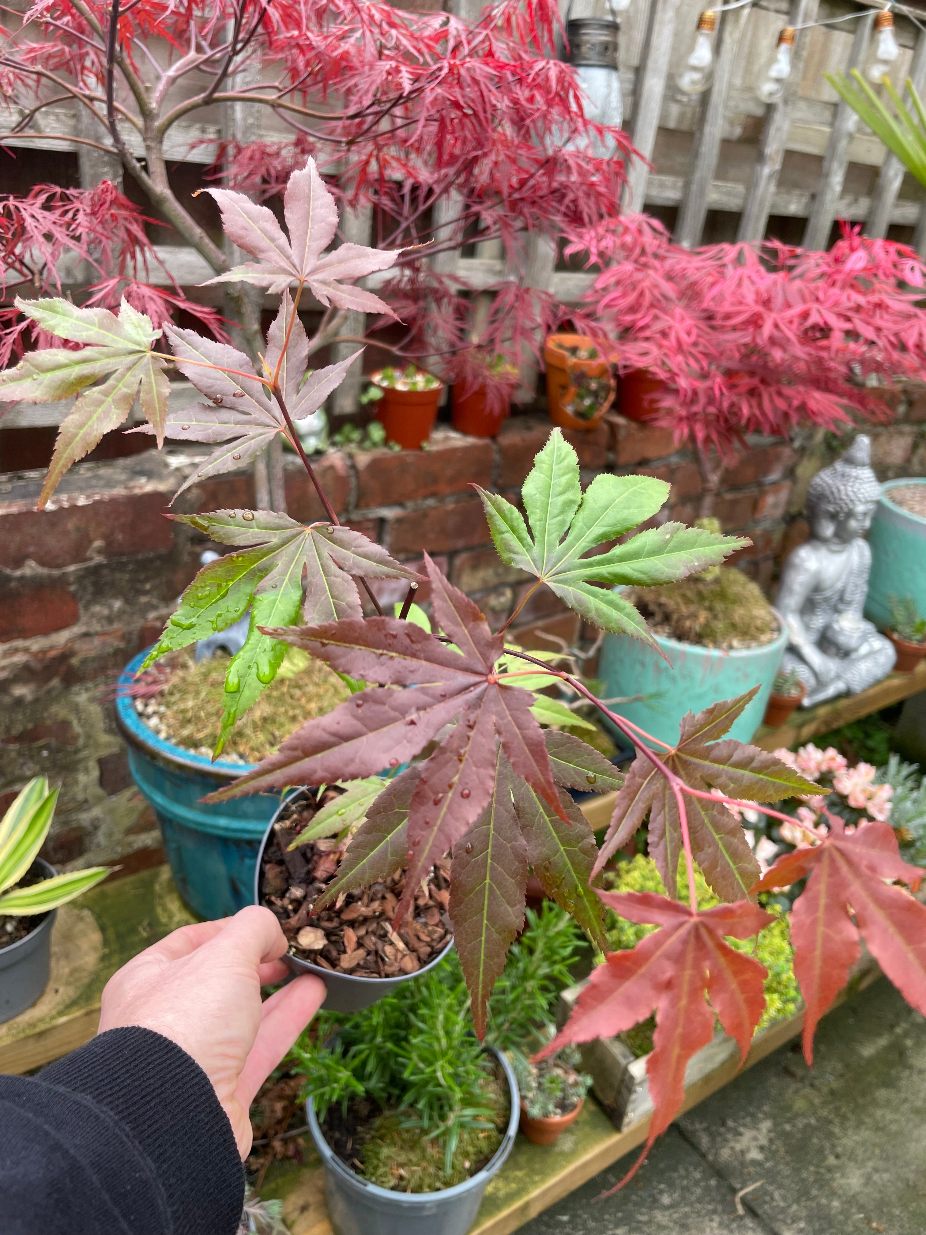 Acer Palmatum ‘Atropurpureum’
