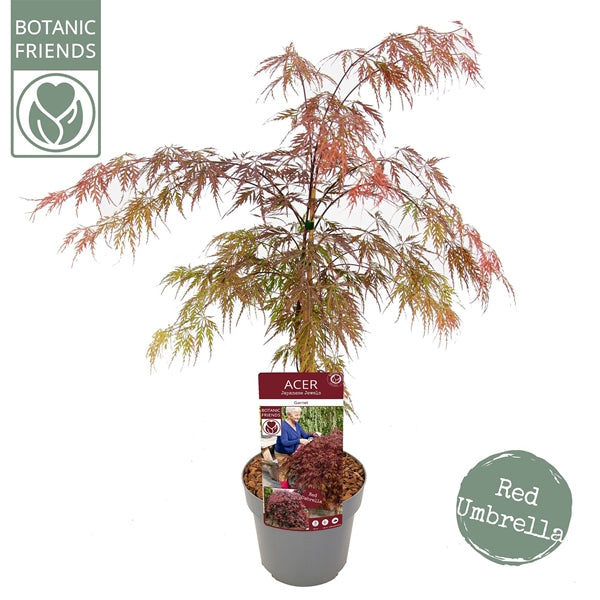 Acer Dissectum Red Garnet