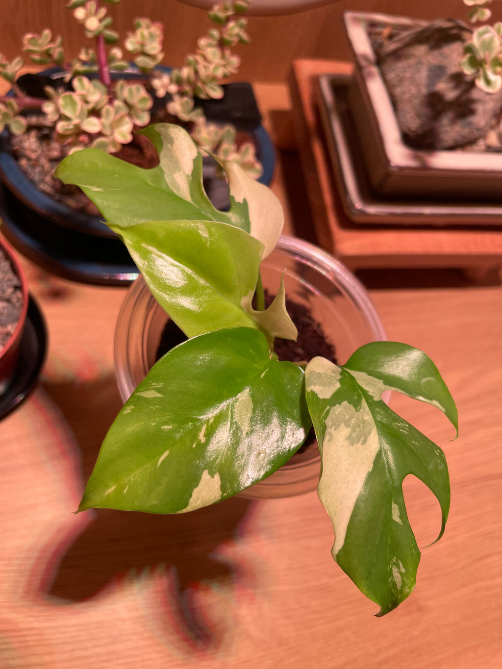 Rhaphidophora Tetrasperma Variegata