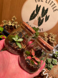 Micro Terrarium