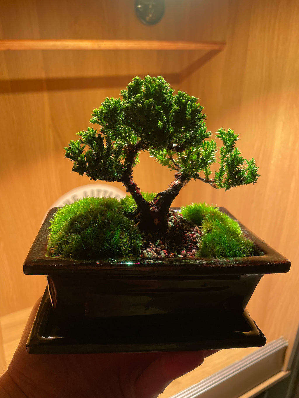 Chinese Juniper Bonsai