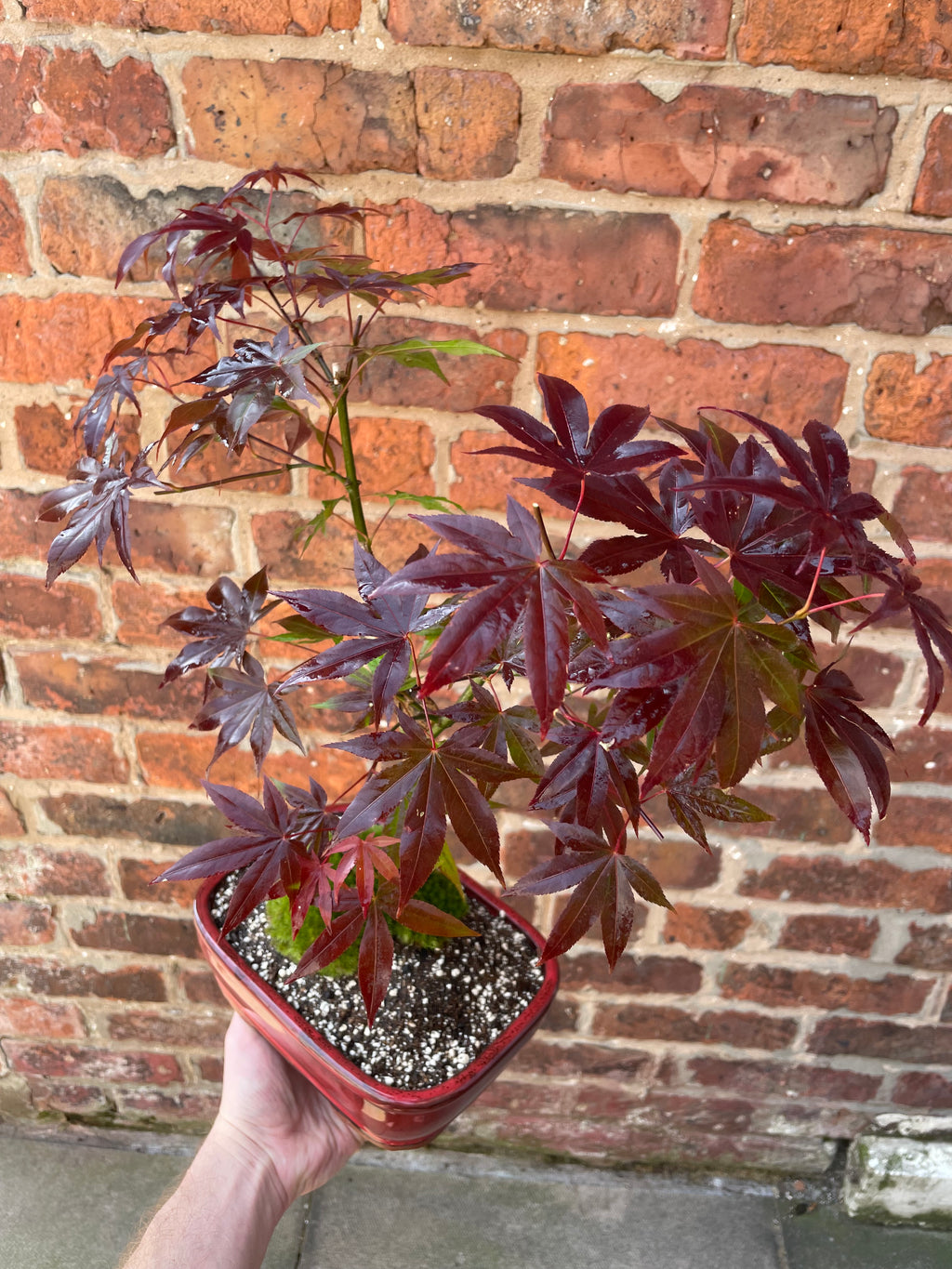 Acer Atropurpureum Bonsai Tree