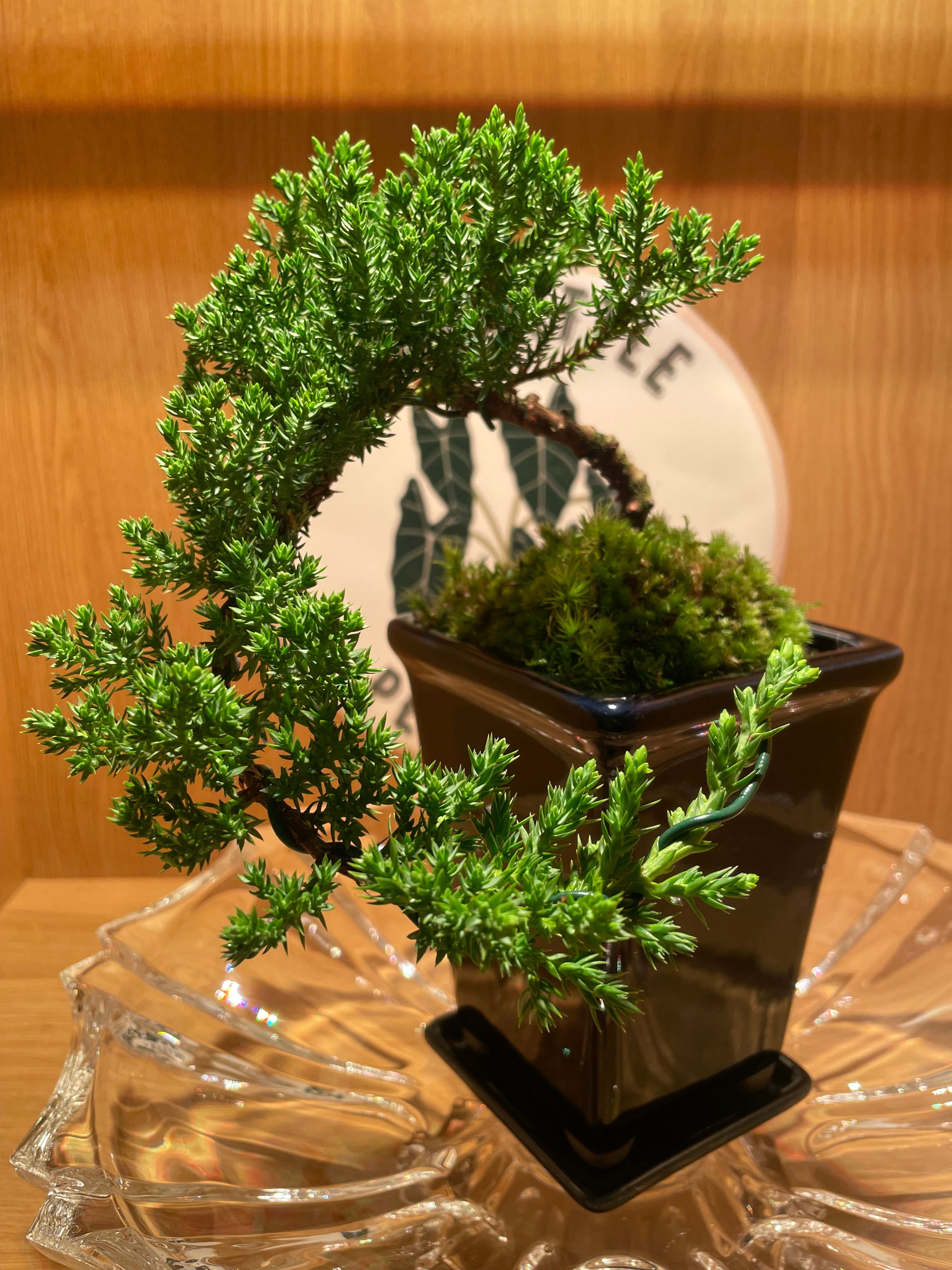 Juniperus Chinensis Cascade Bonsai